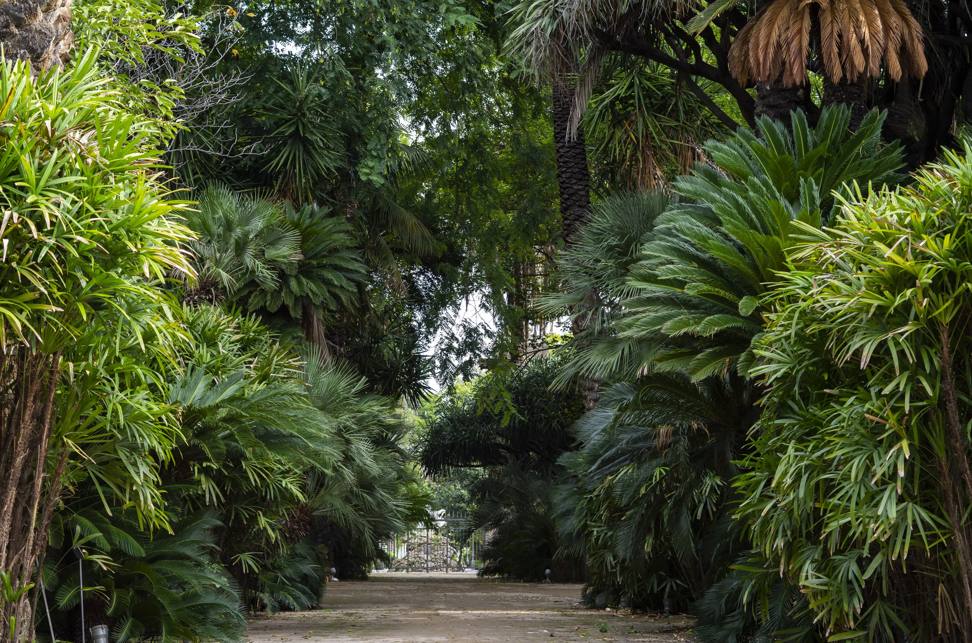 Botanical garden in Palermo