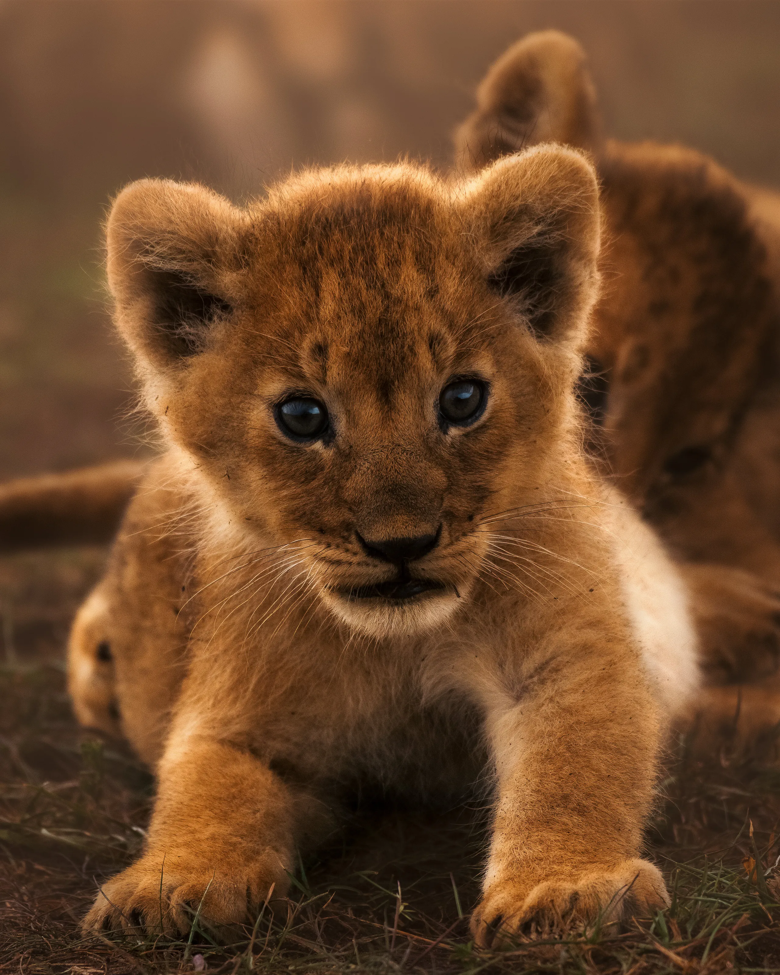 Simba