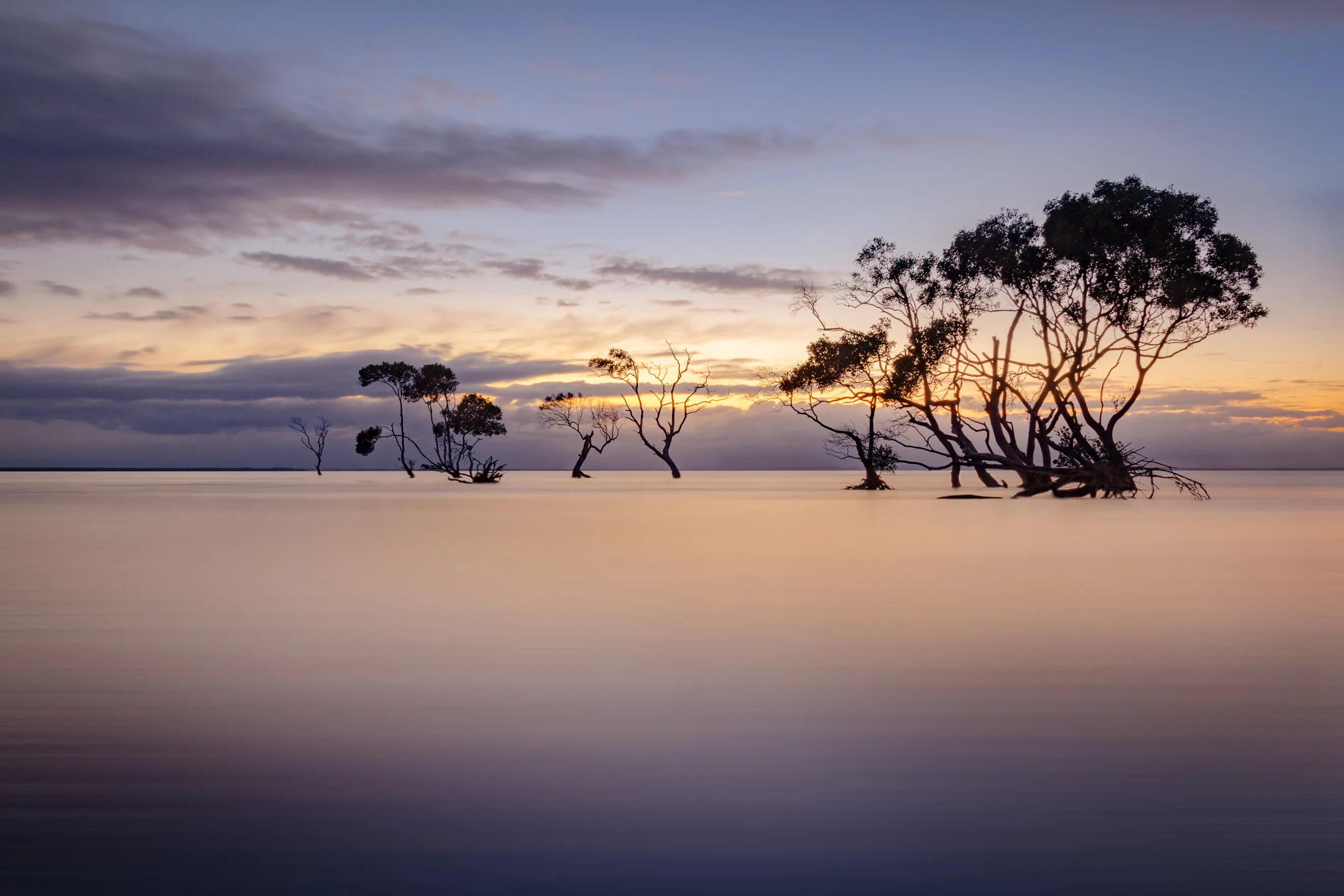Mangrove Blues II