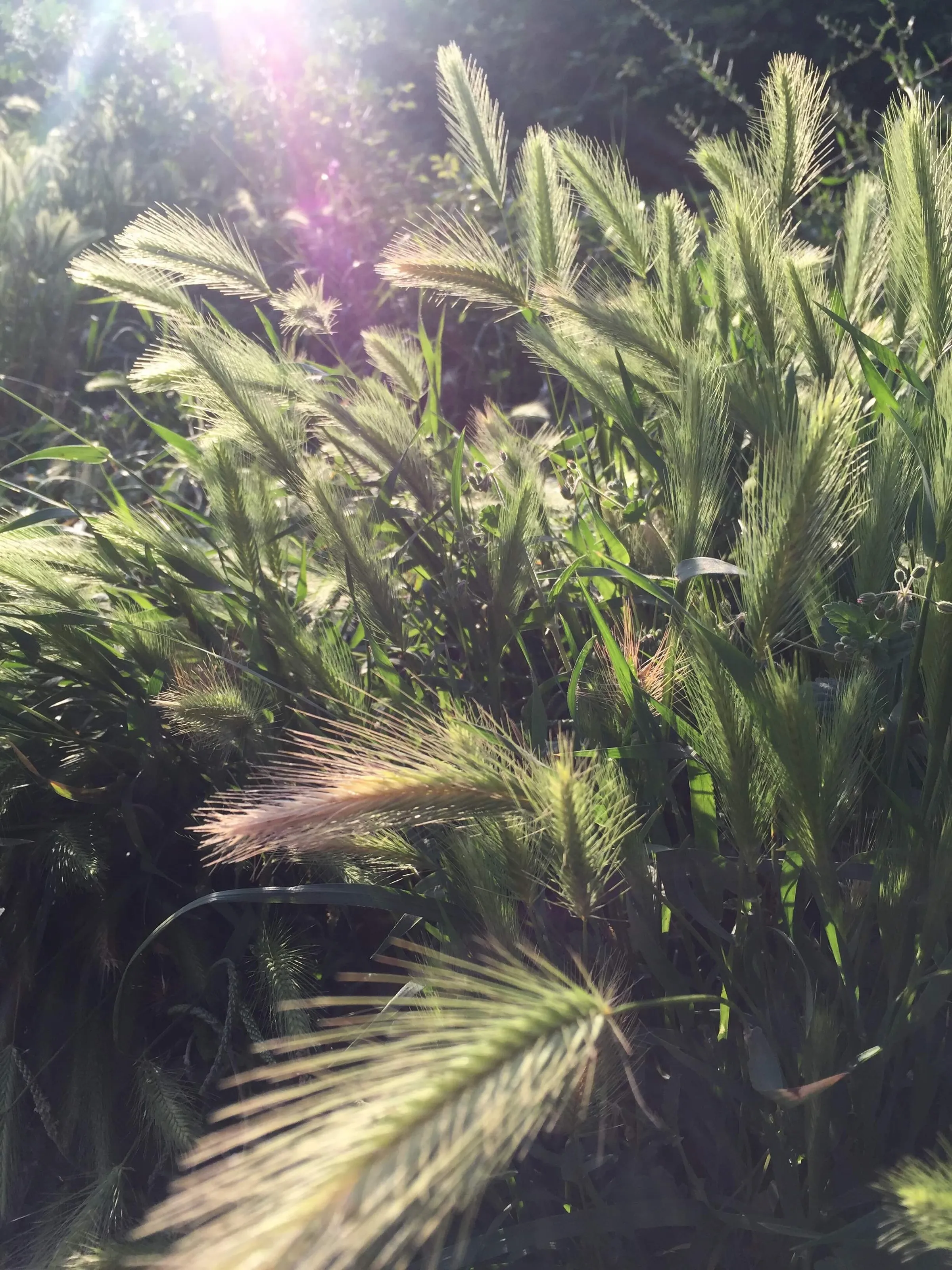 Grass in the early morning