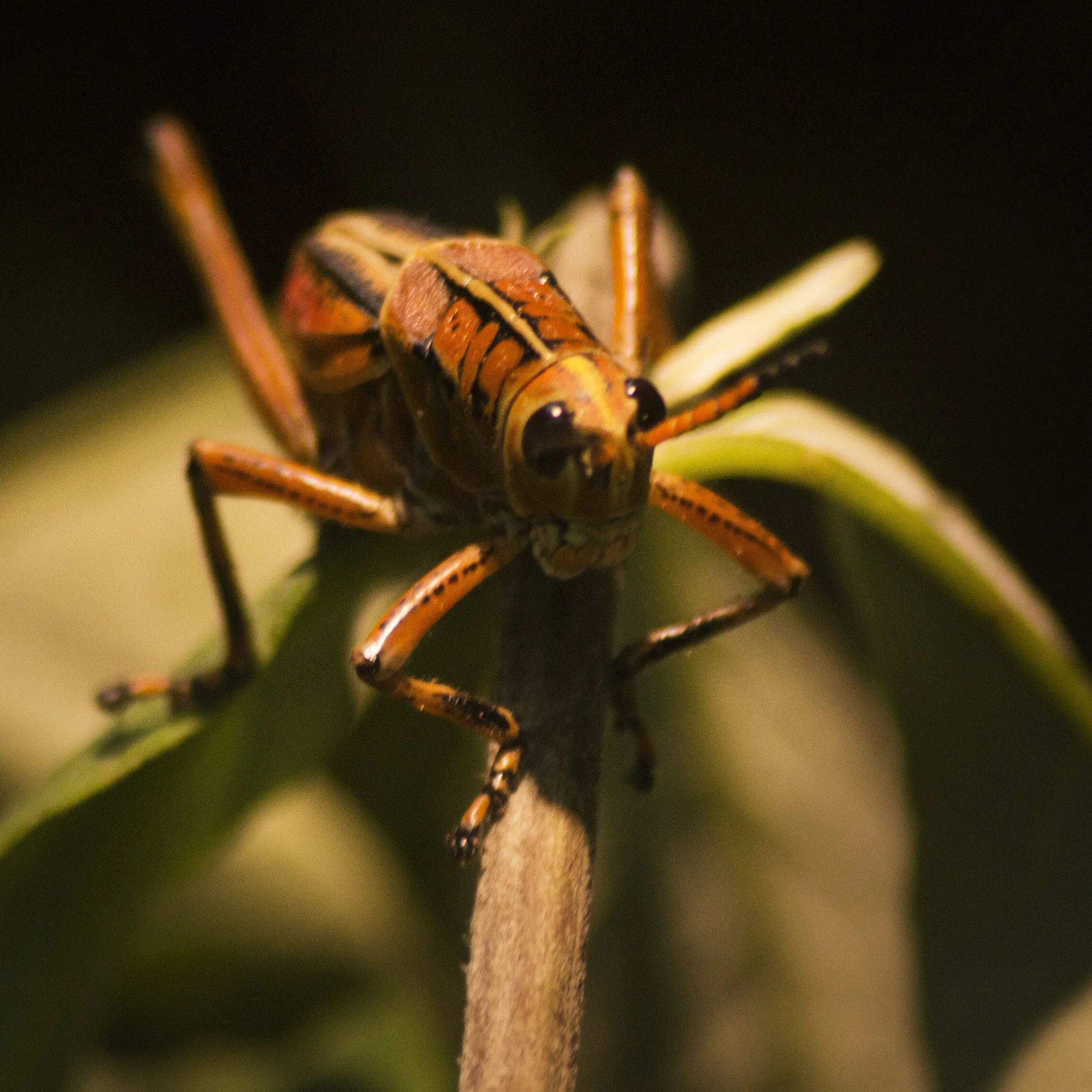 Grass Hopper
