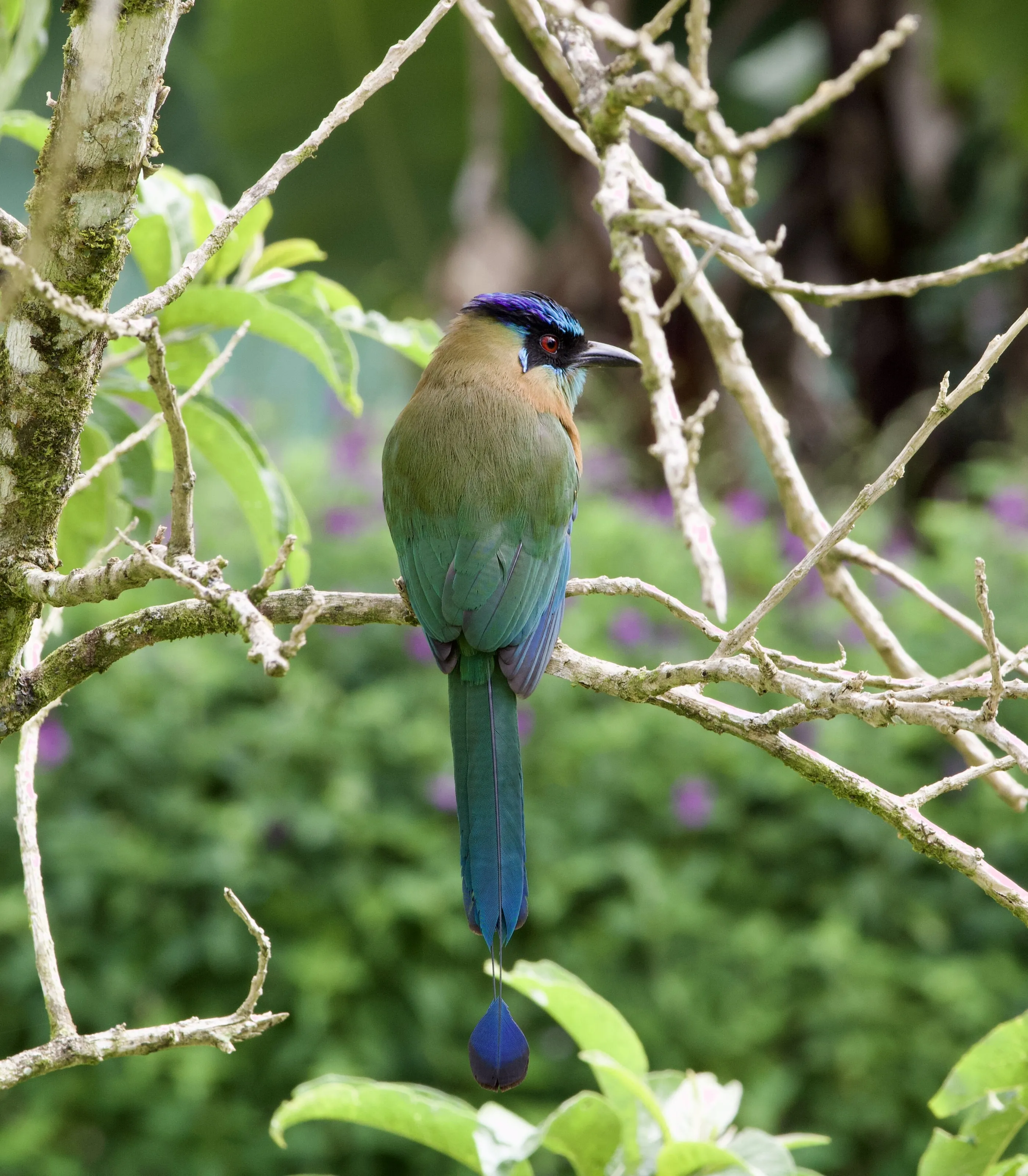 Poor Man's Quetzal