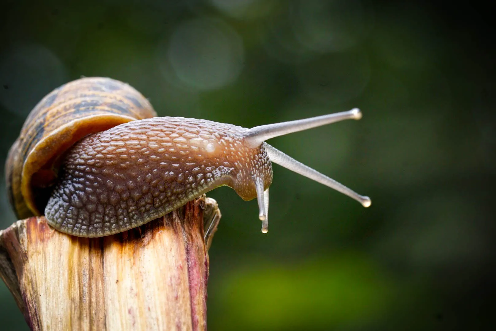 Snail