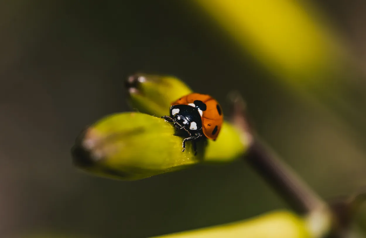 Entry 20119562