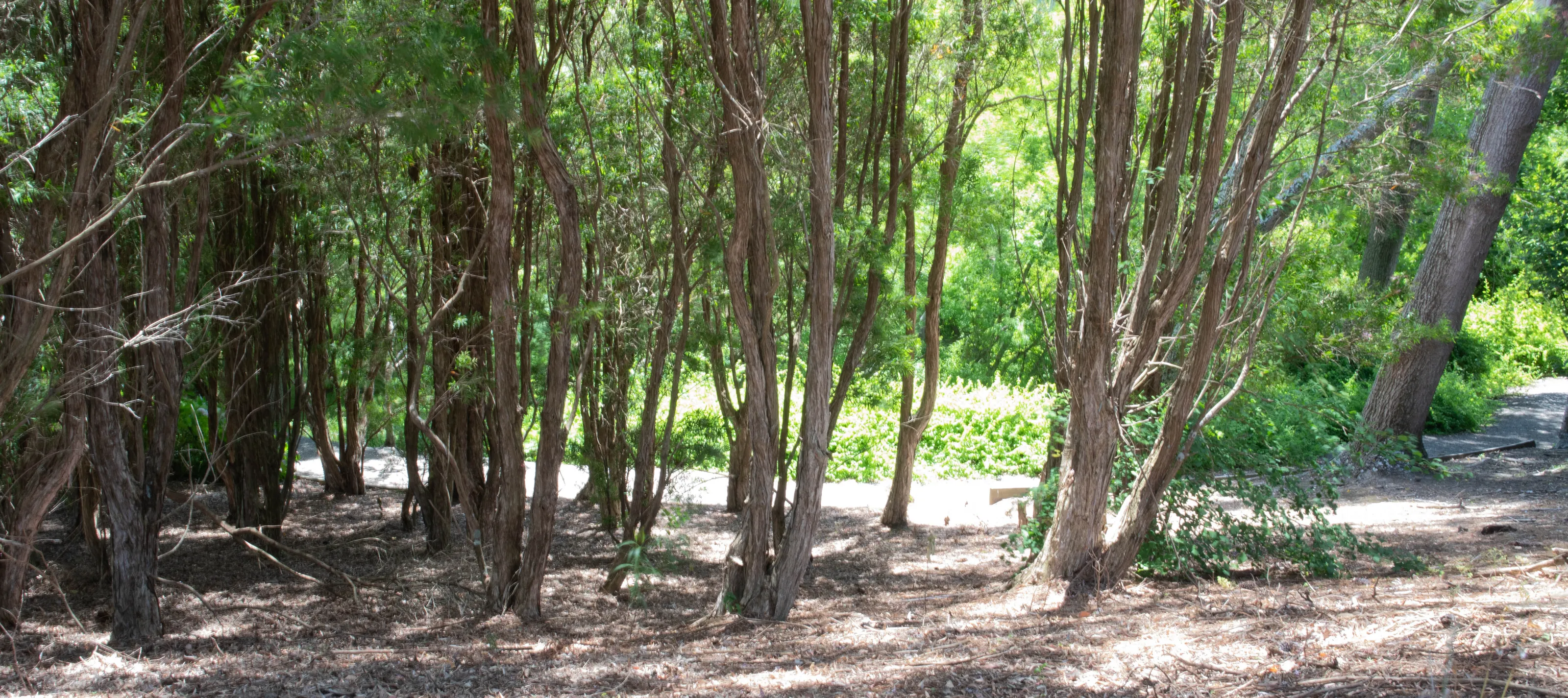 Trees