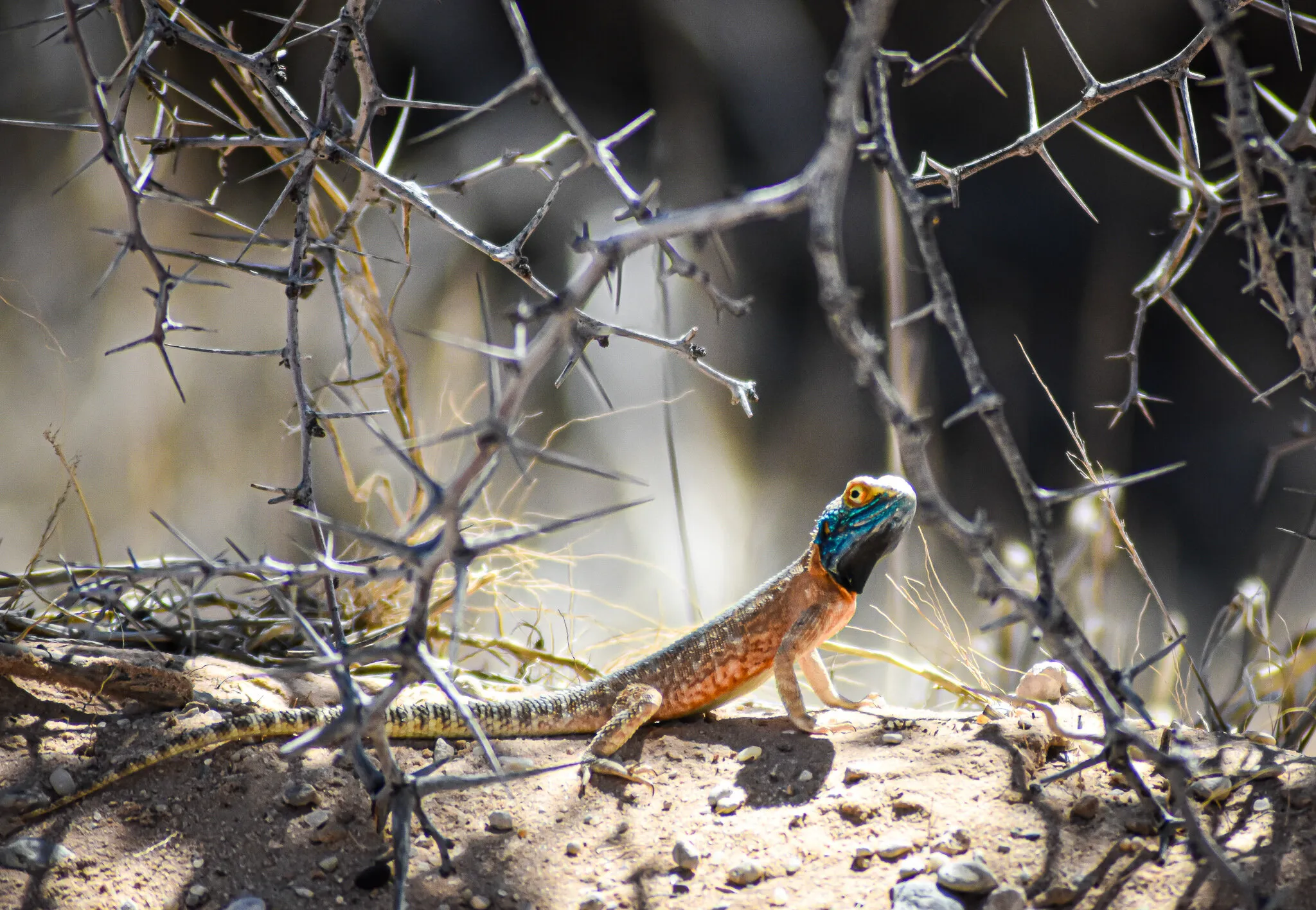 Vibrant Ground Agama