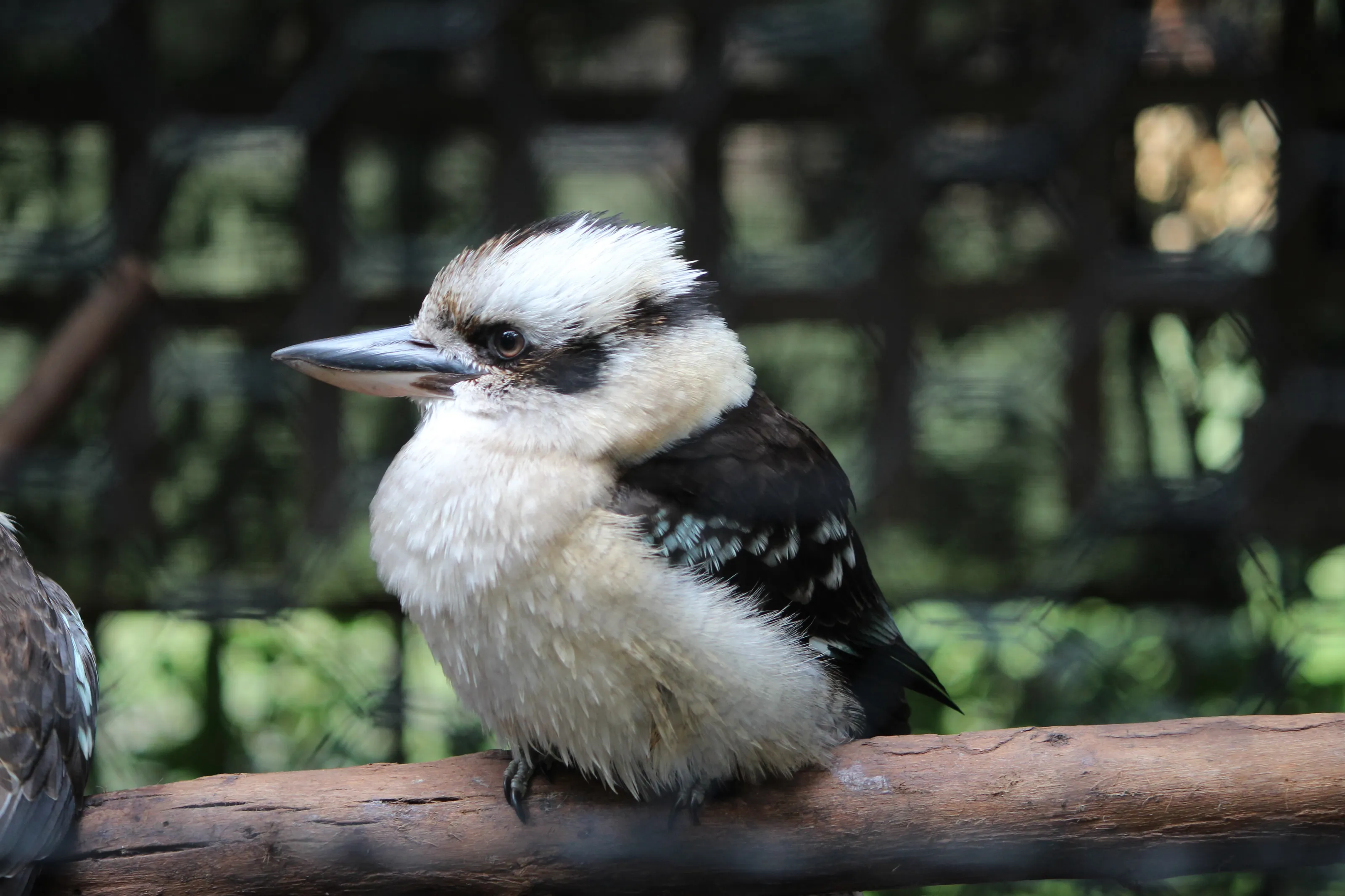 Kookaburra