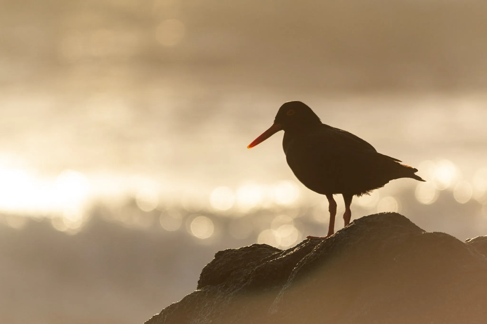 African Oystercatcher at dusk