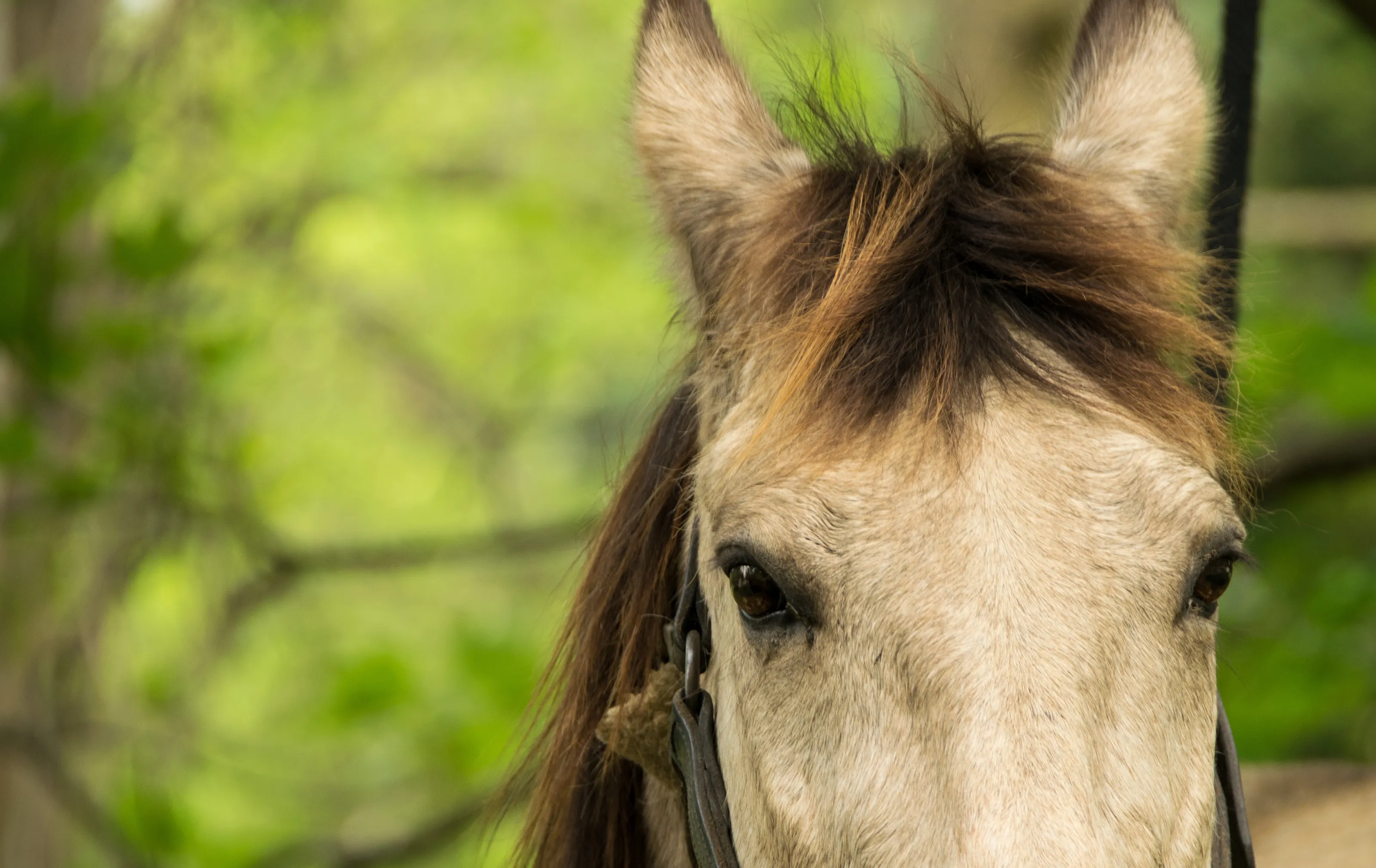 Calvary Horse on Alert
