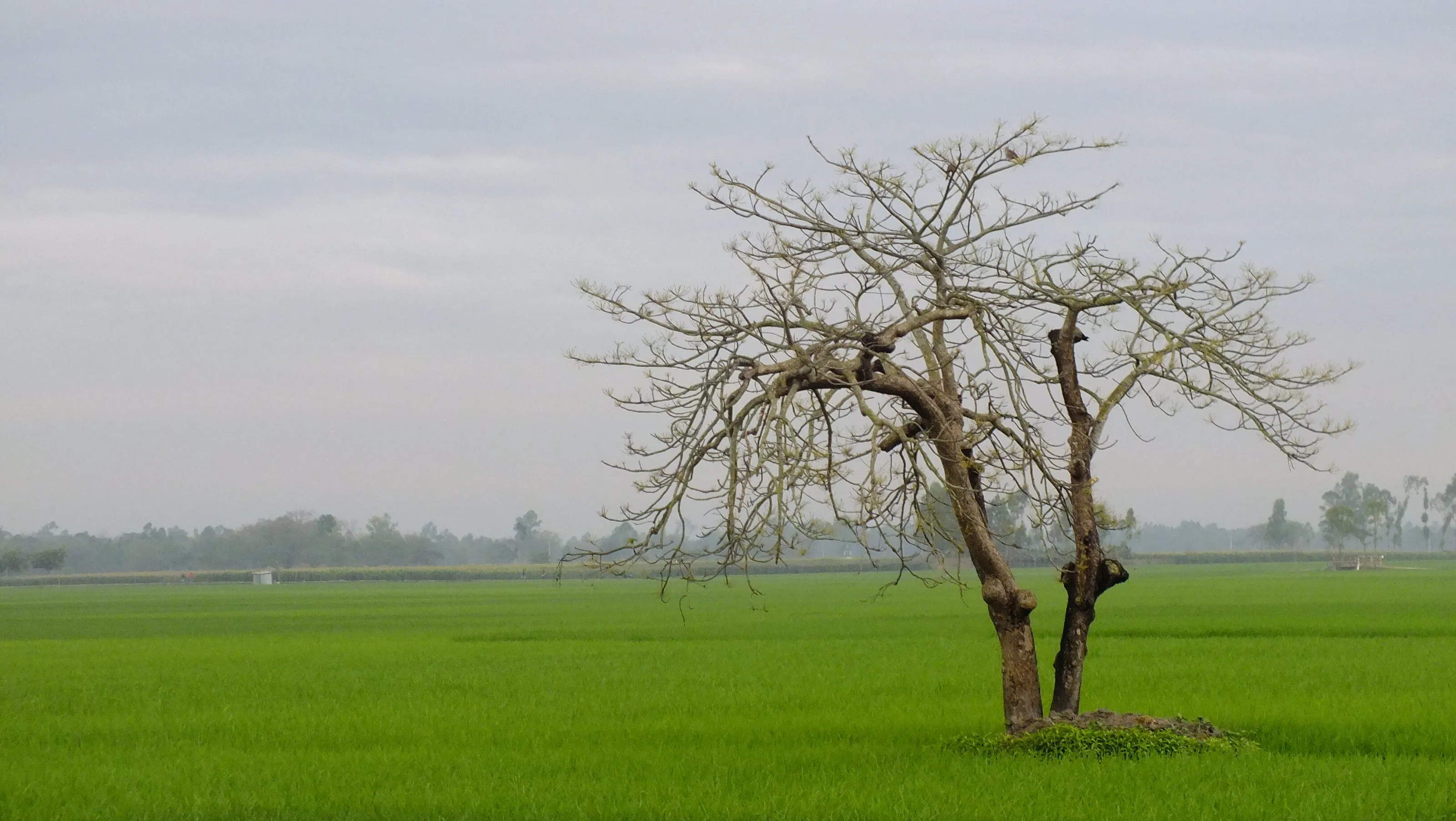 Tree of dove family.