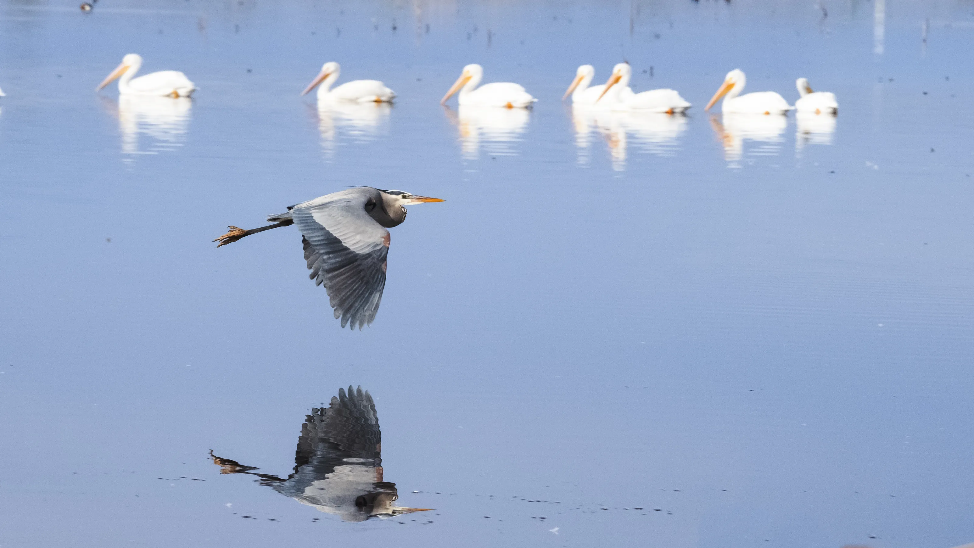 Great Blue Heron in Flight