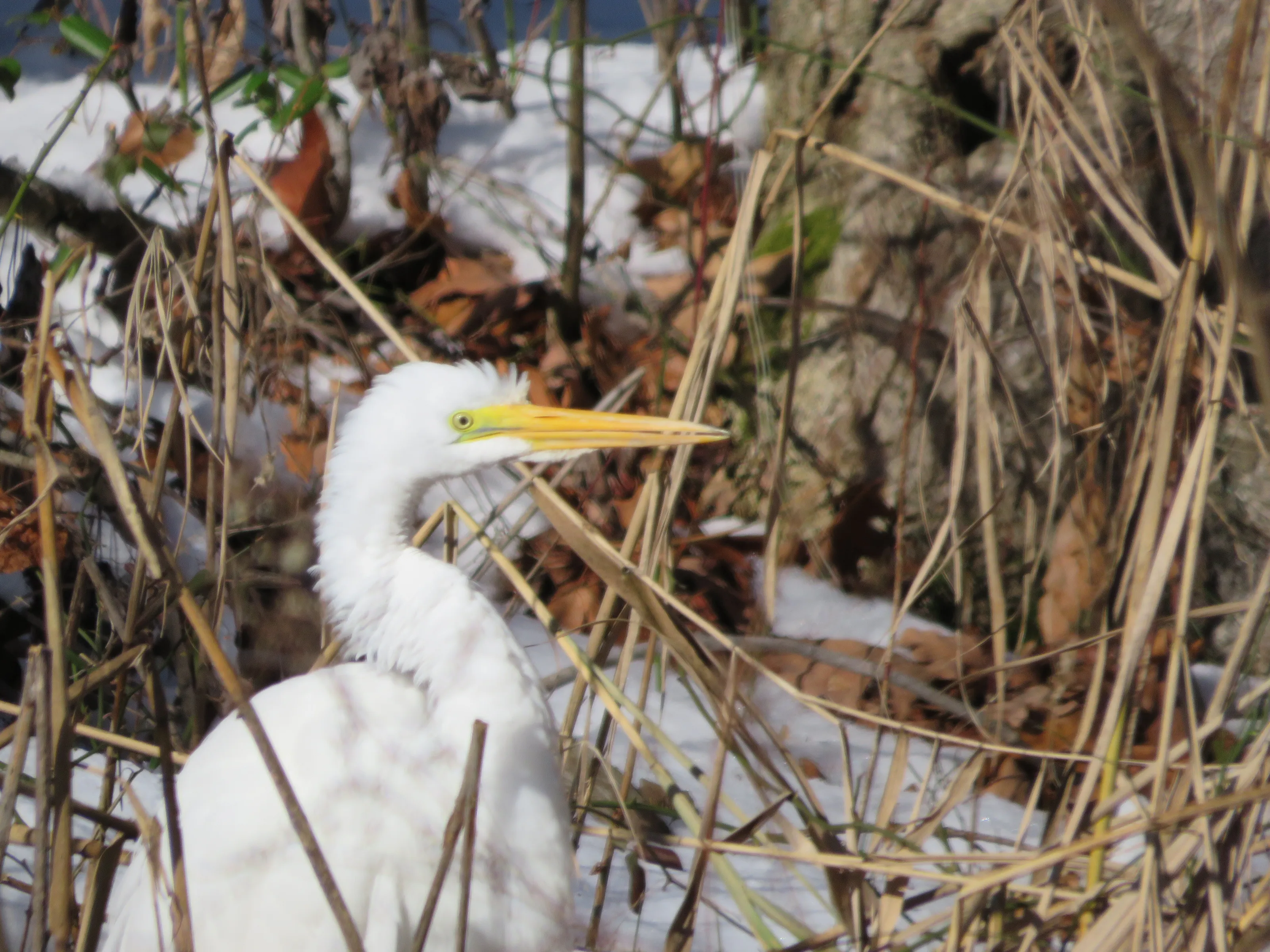 Great egret