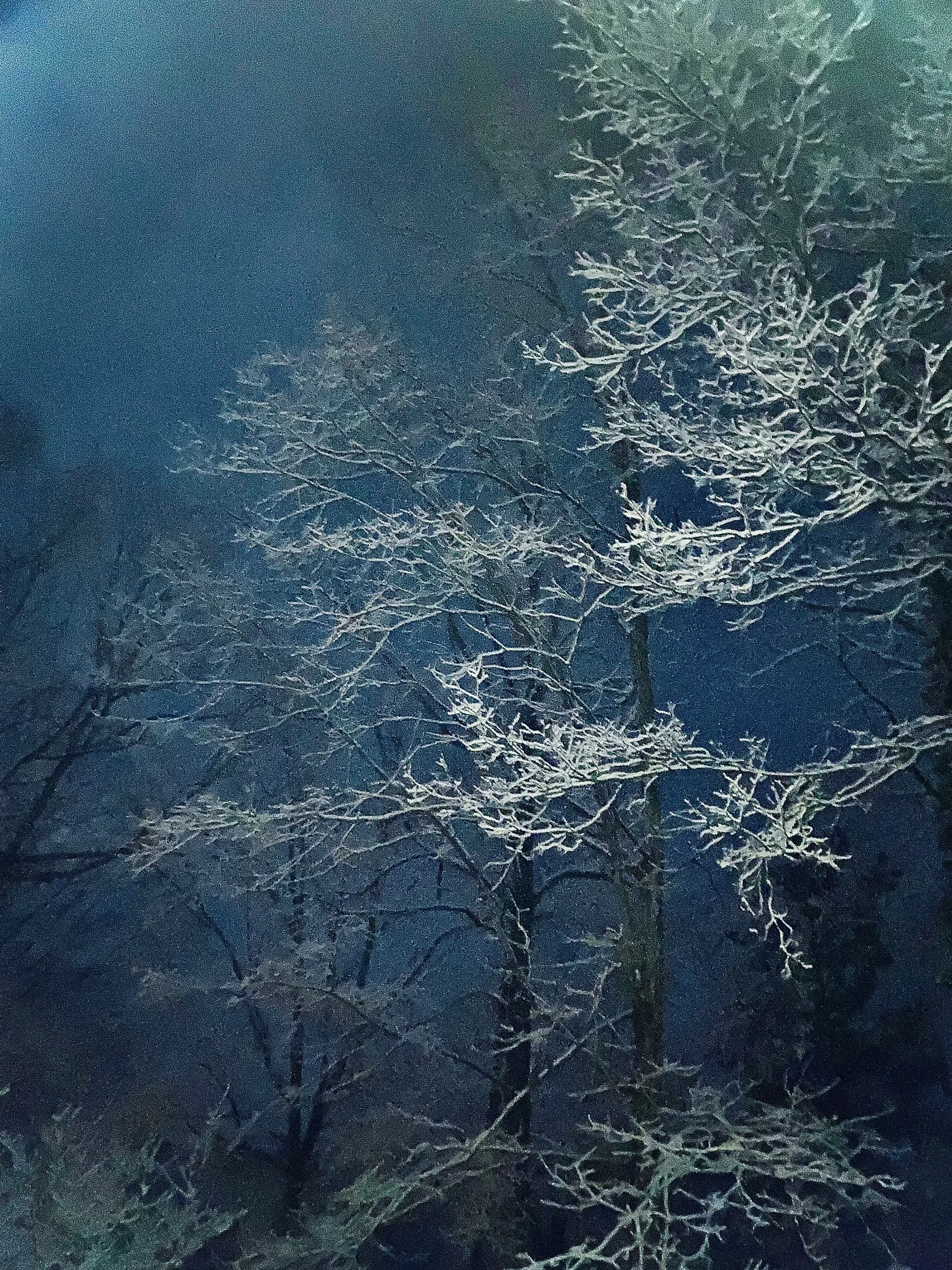 Snowy Night