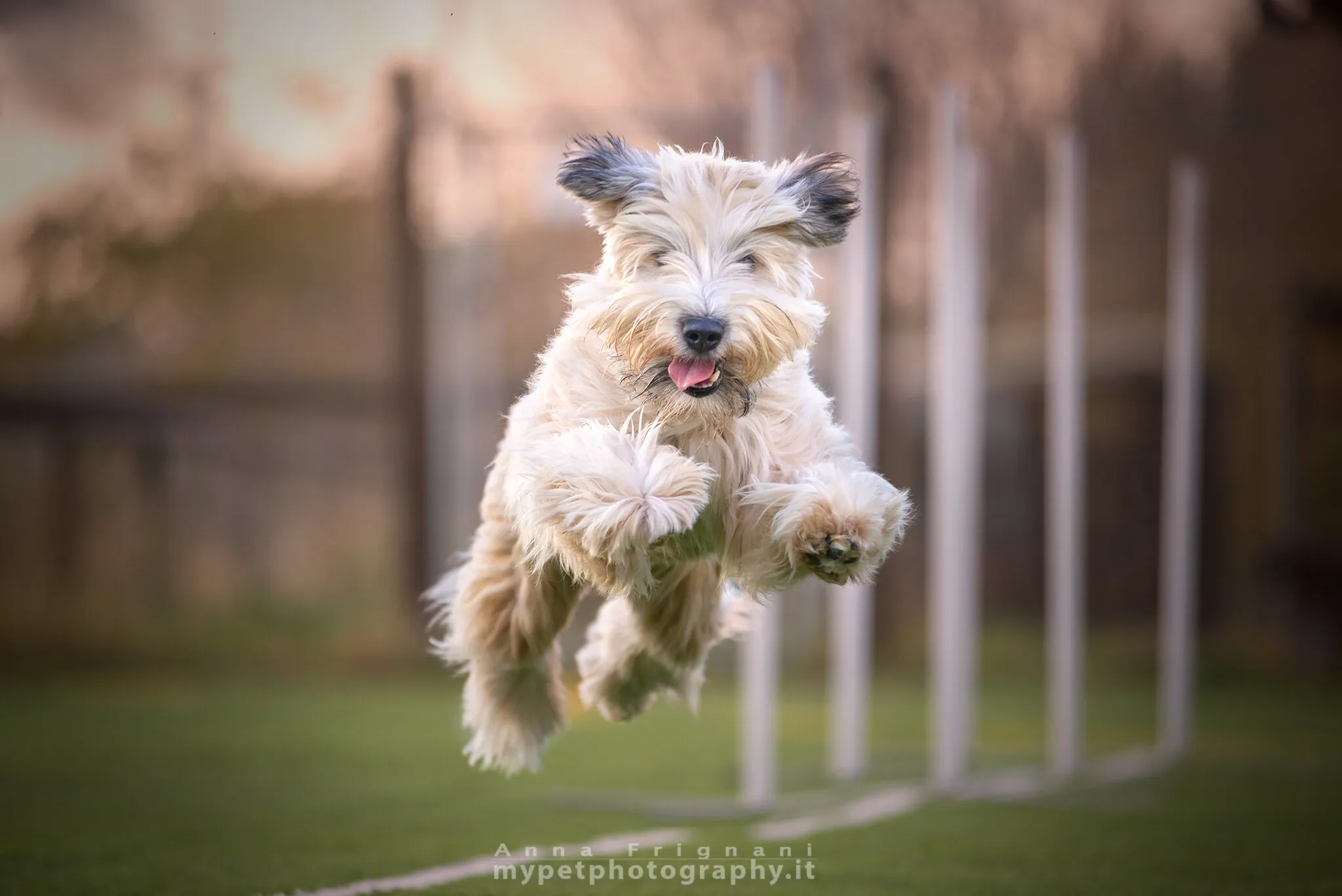 jumping puppy