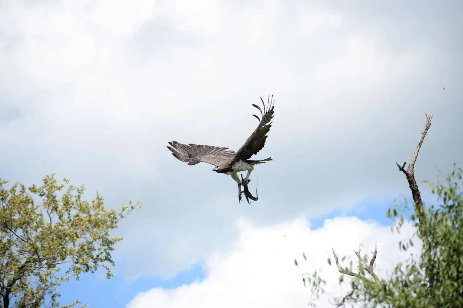 Martial Eagle