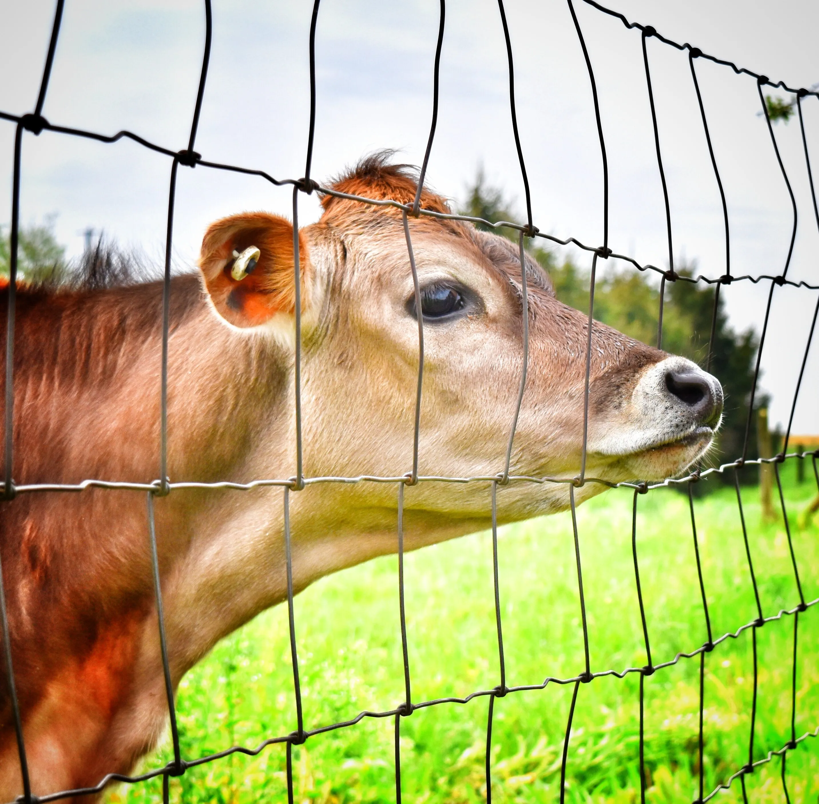 Moove over