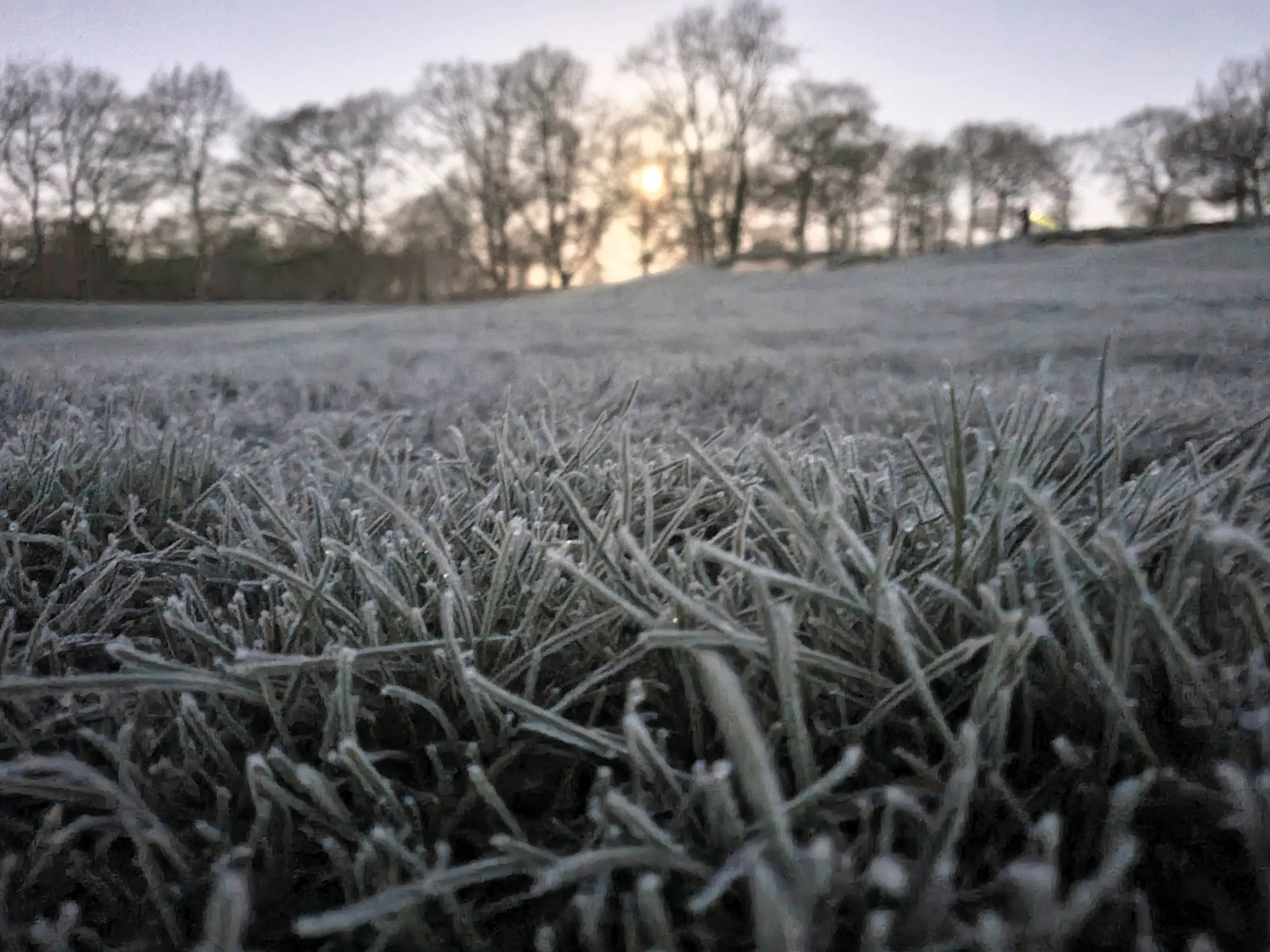 Frosty morning