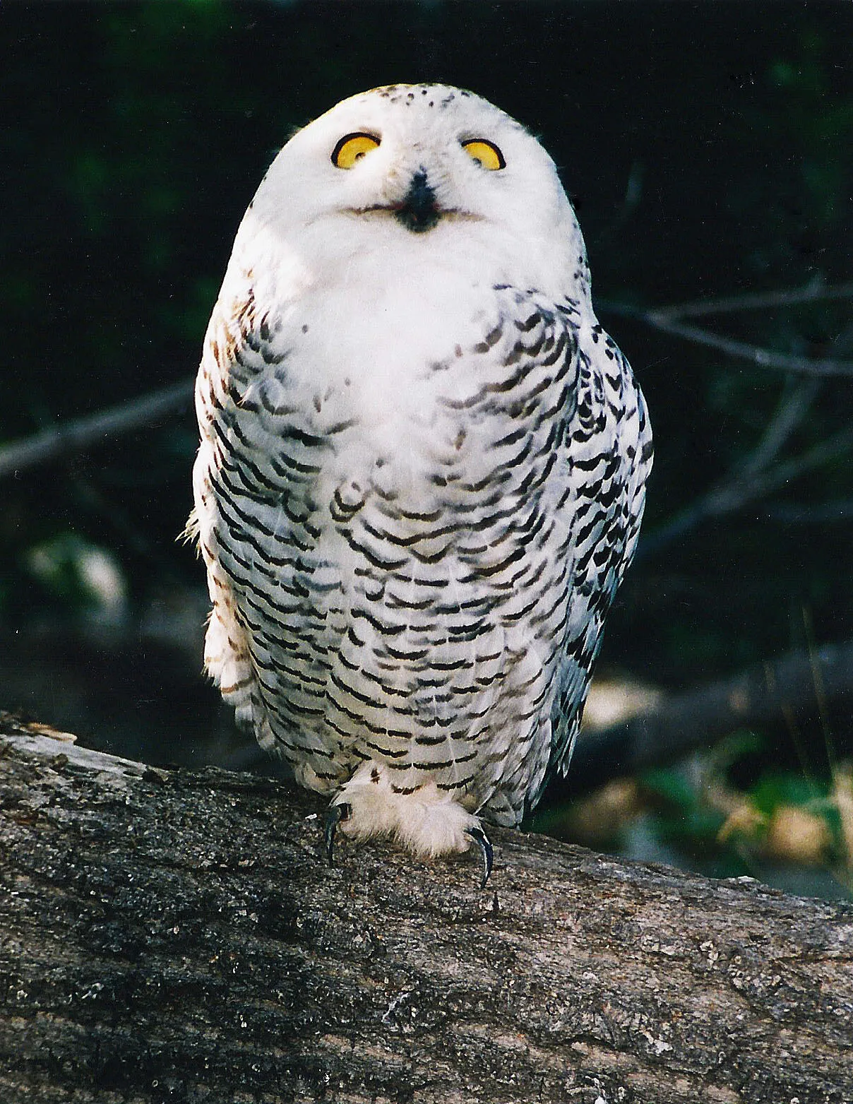 Owl