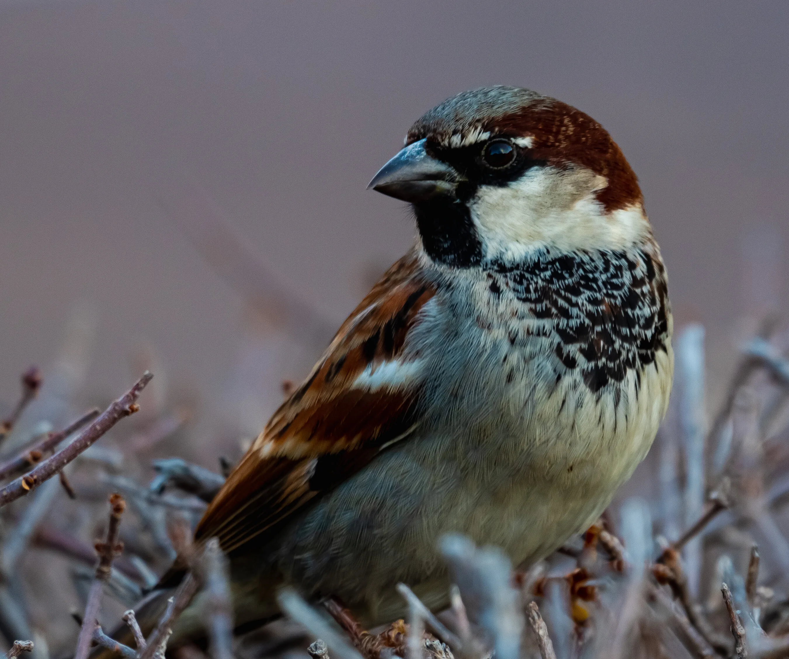 Bird