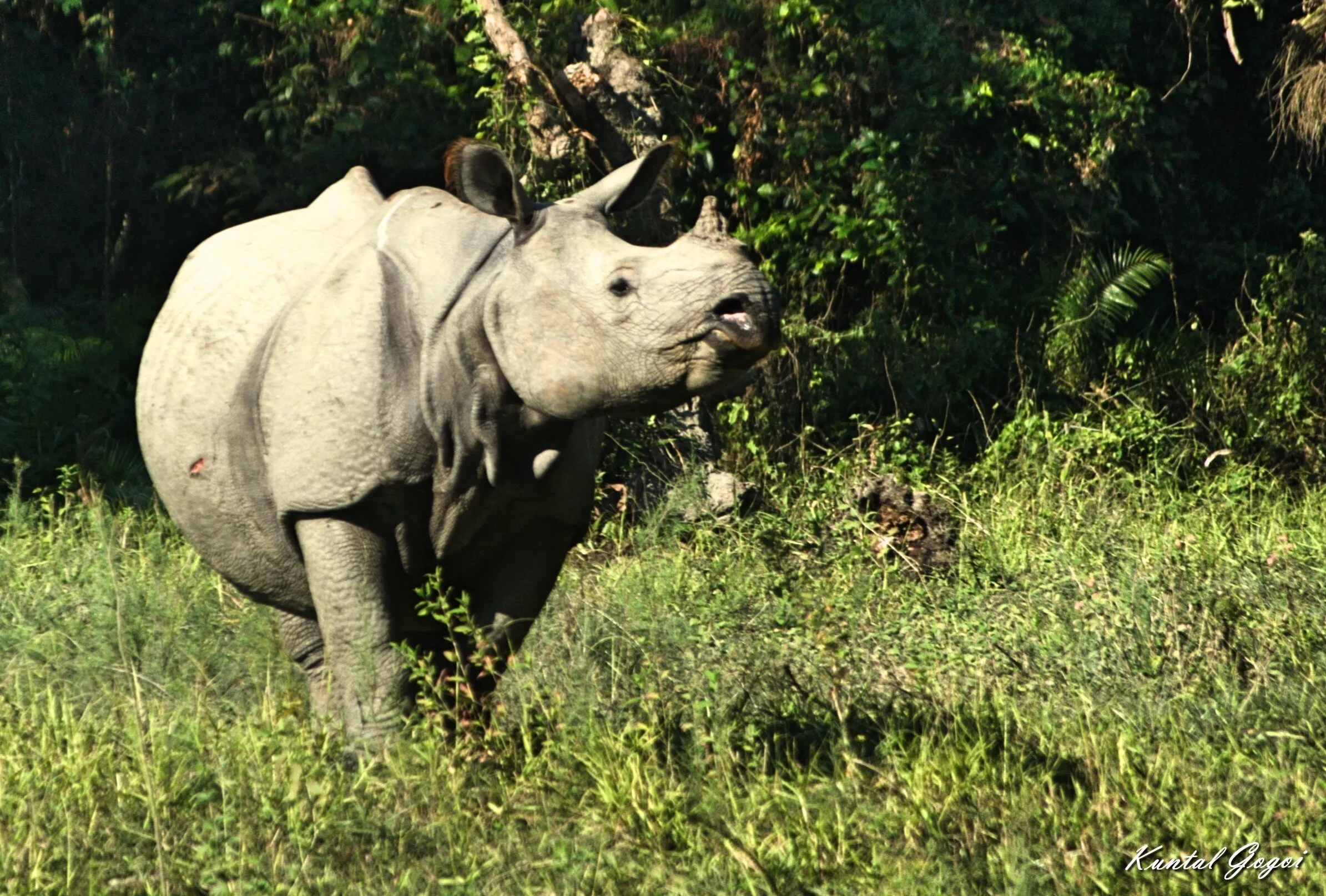 One-Horned Rhino