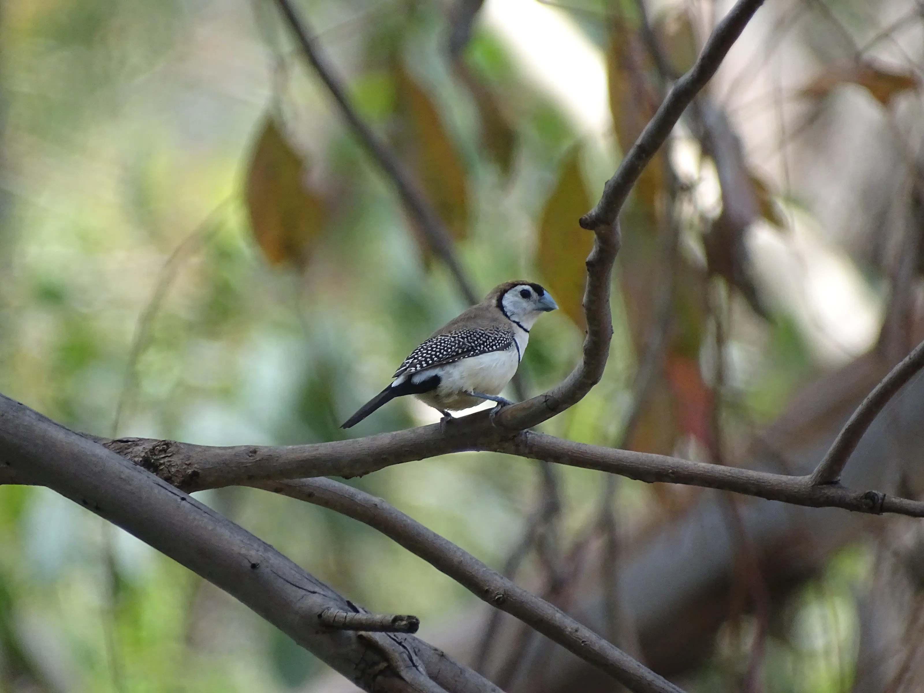 Double barred finch