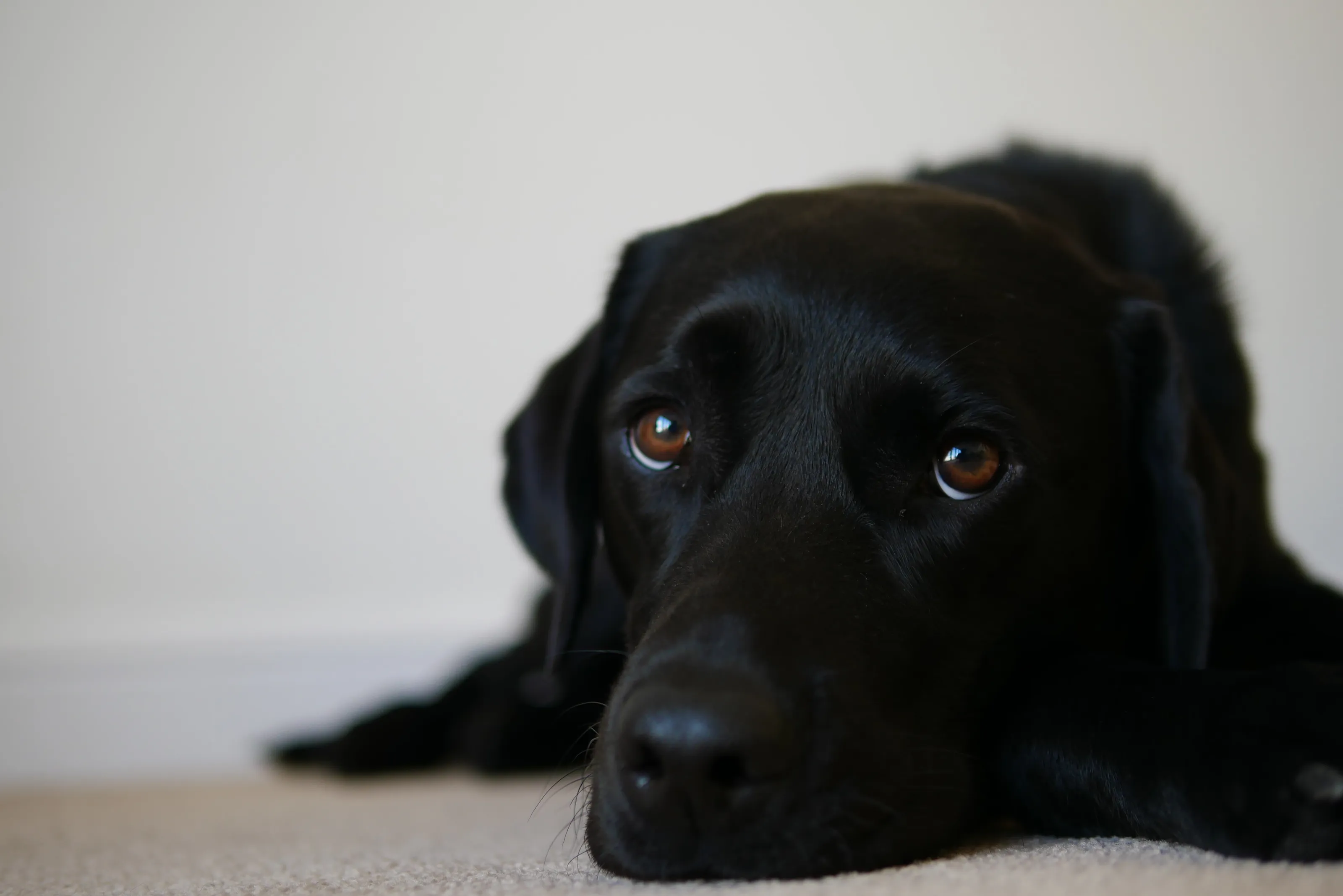 Drakeshead Labrador