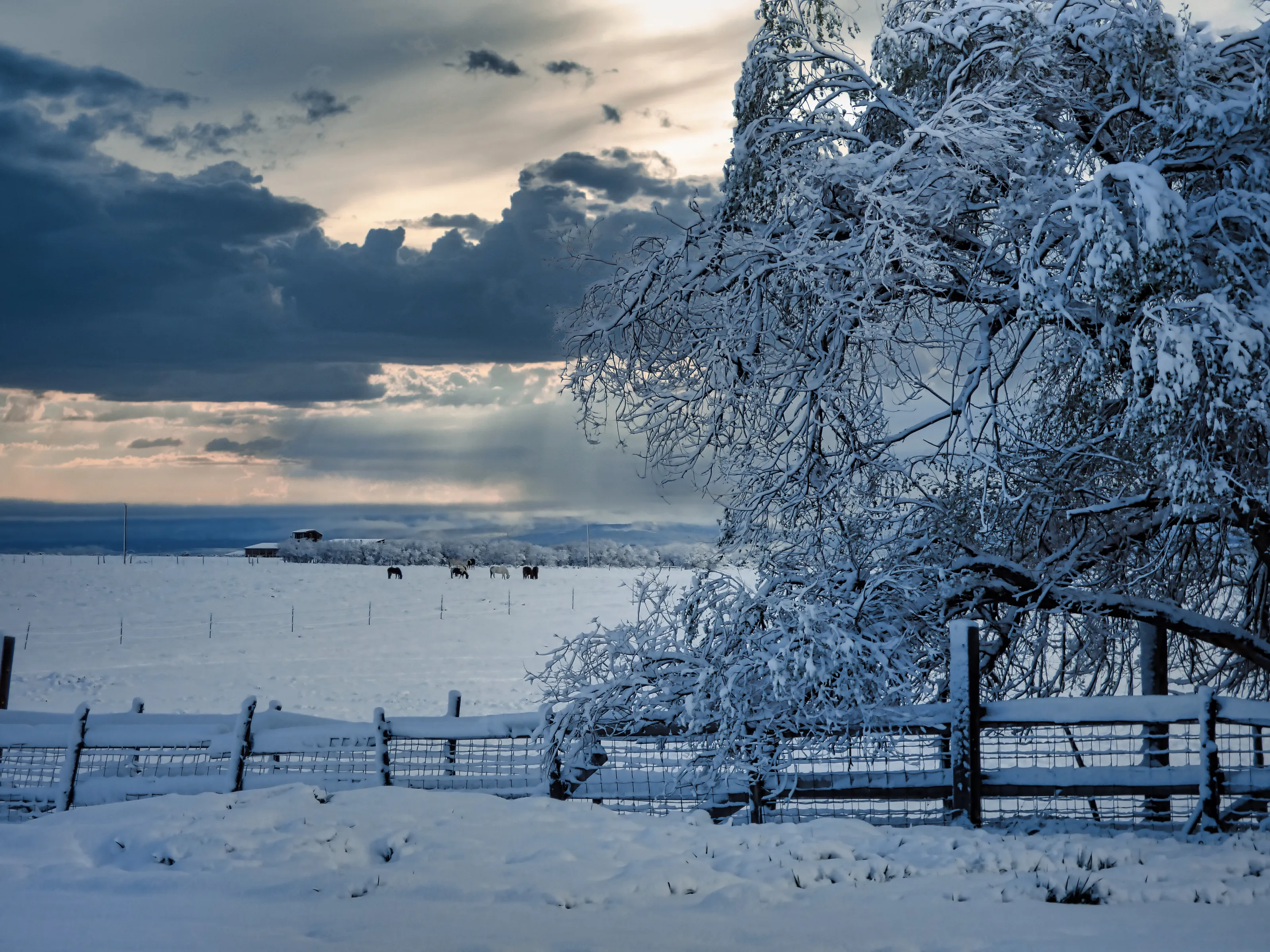 Snow Tree and Horses