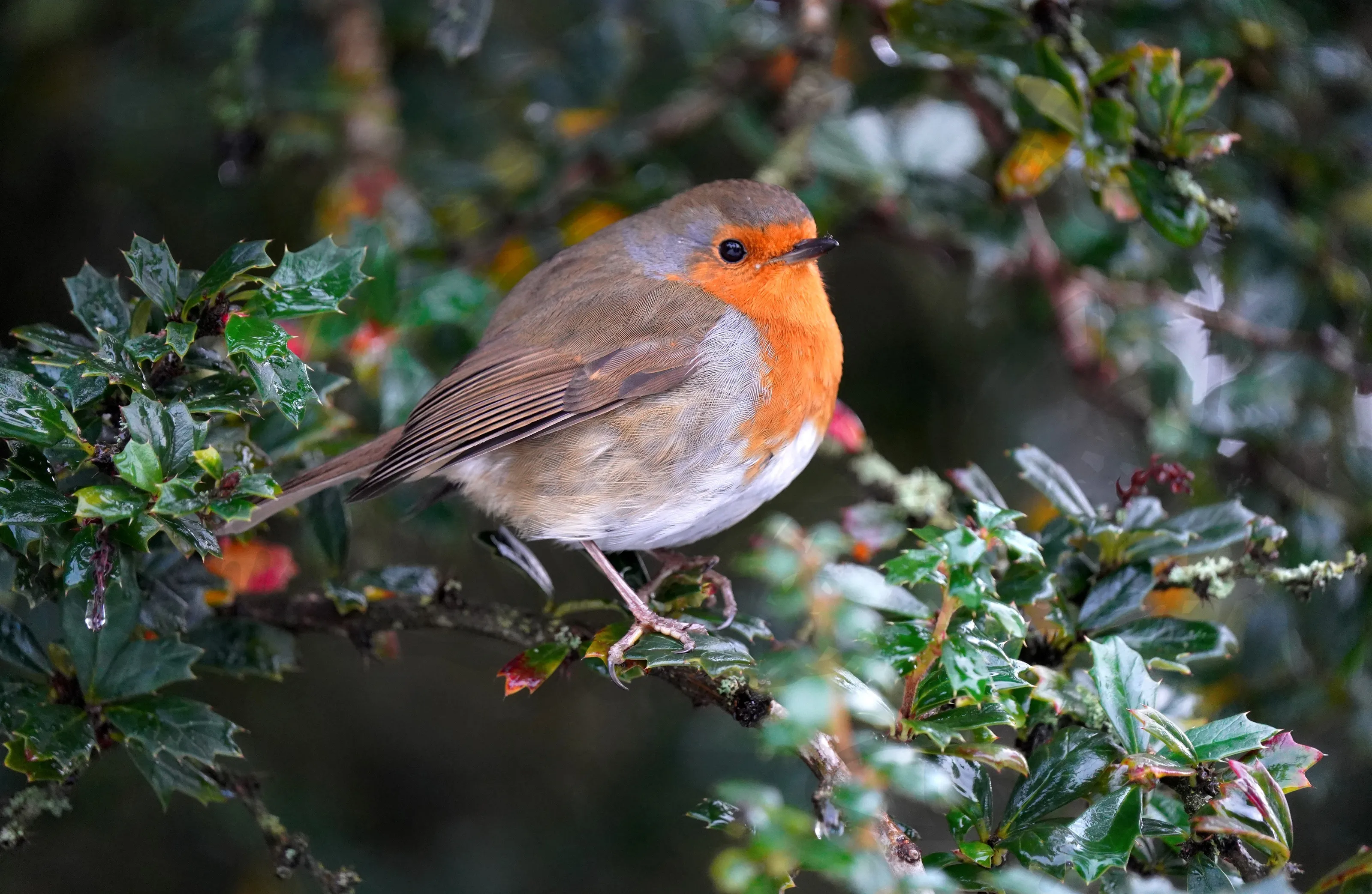 Winter Robin