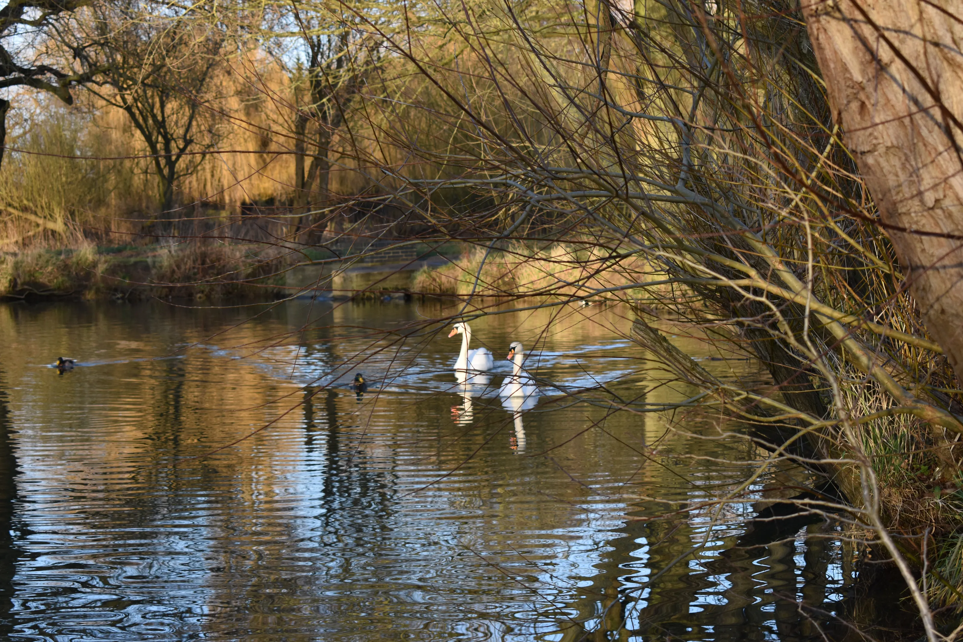 Swans on the river Devon, Nottinghamshire