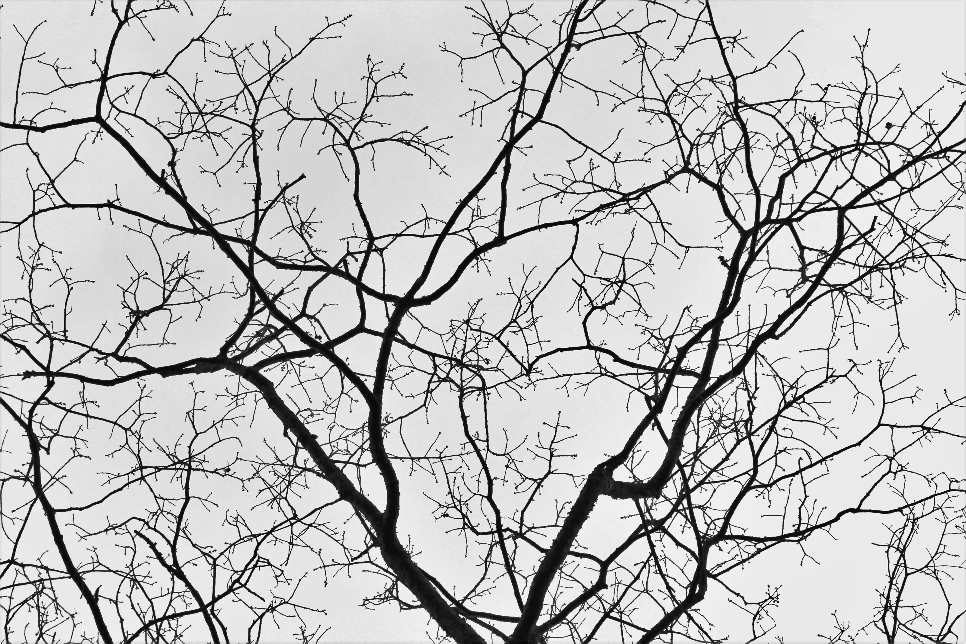 Veiny Tree Branches