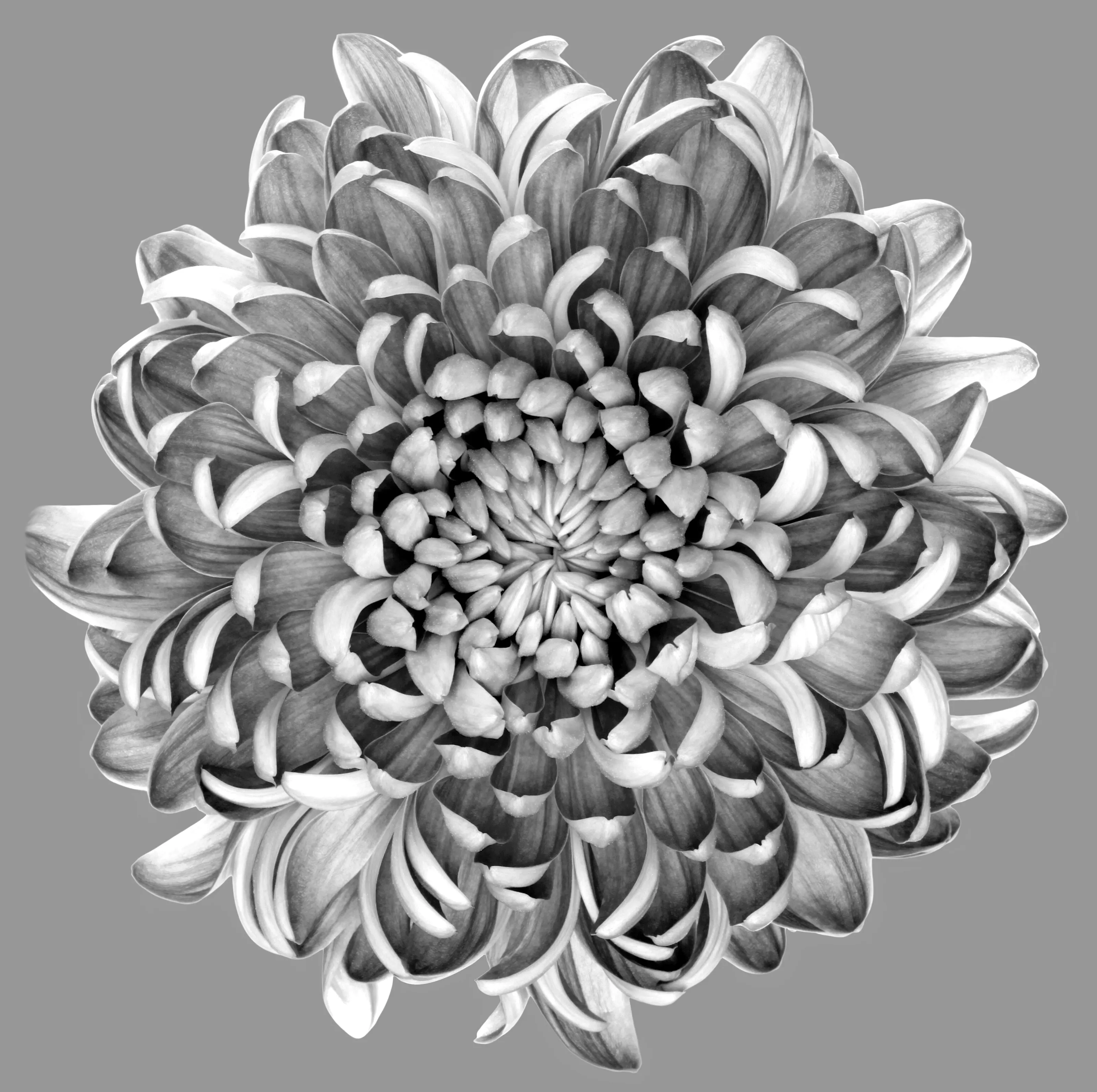 Chrysanthemum