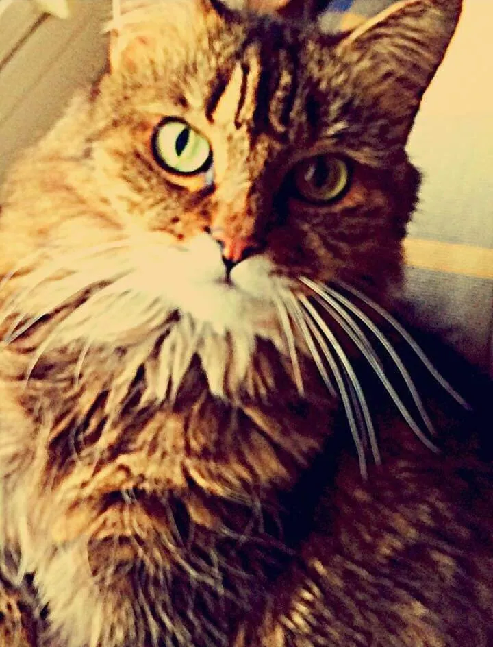 My pretty kitty