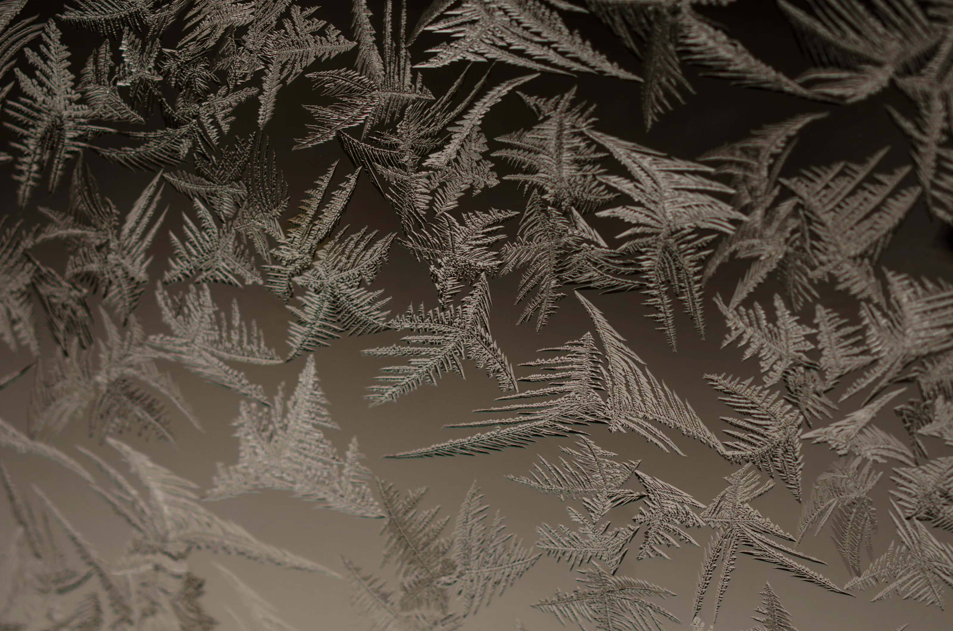 Window Frost against a forest background