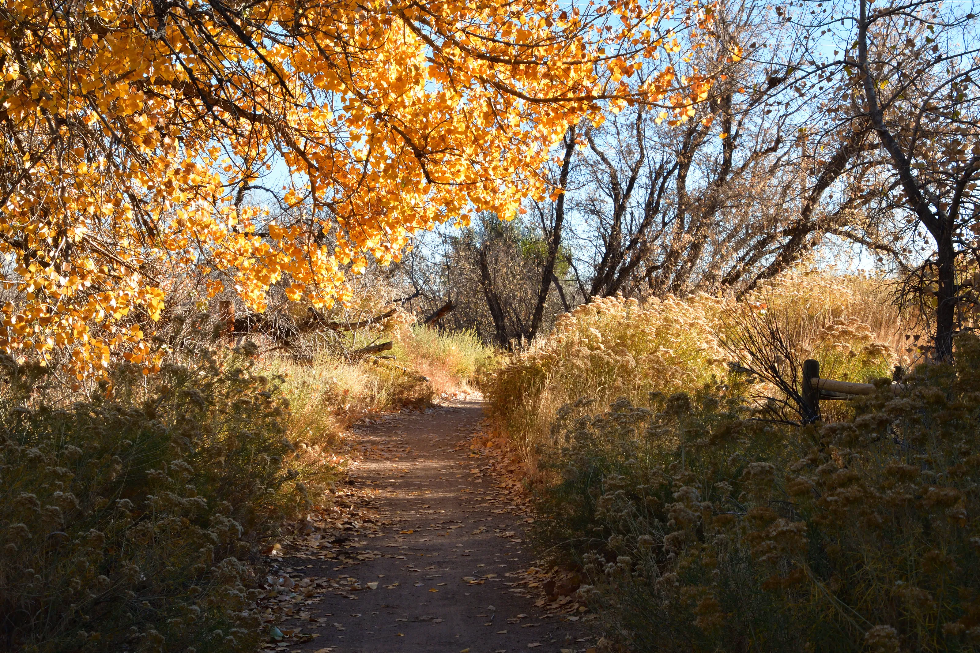 Fall Morning Stroll