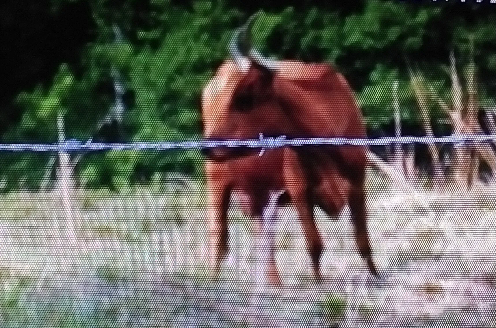 Brown cow