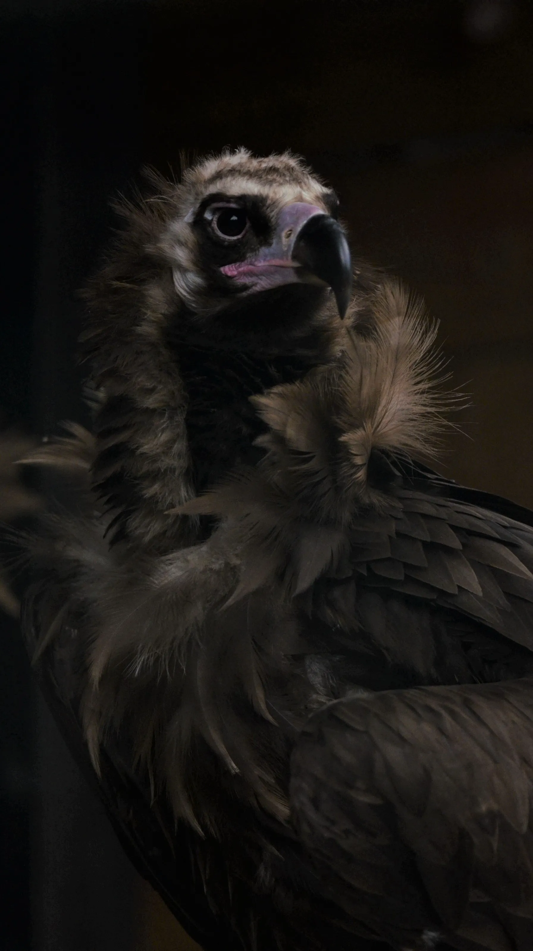 BLACK VULTURE
