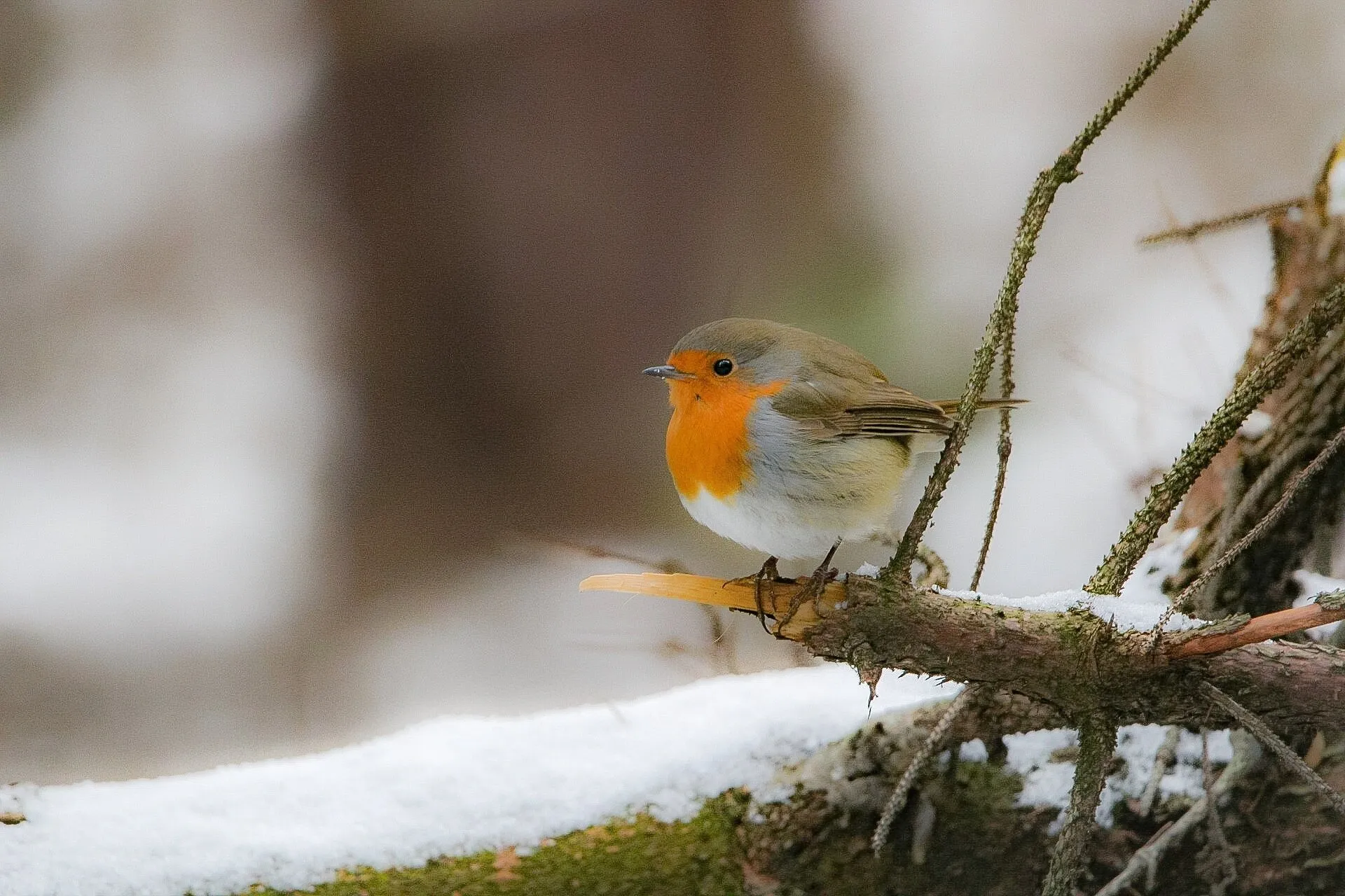 Robin in the snow