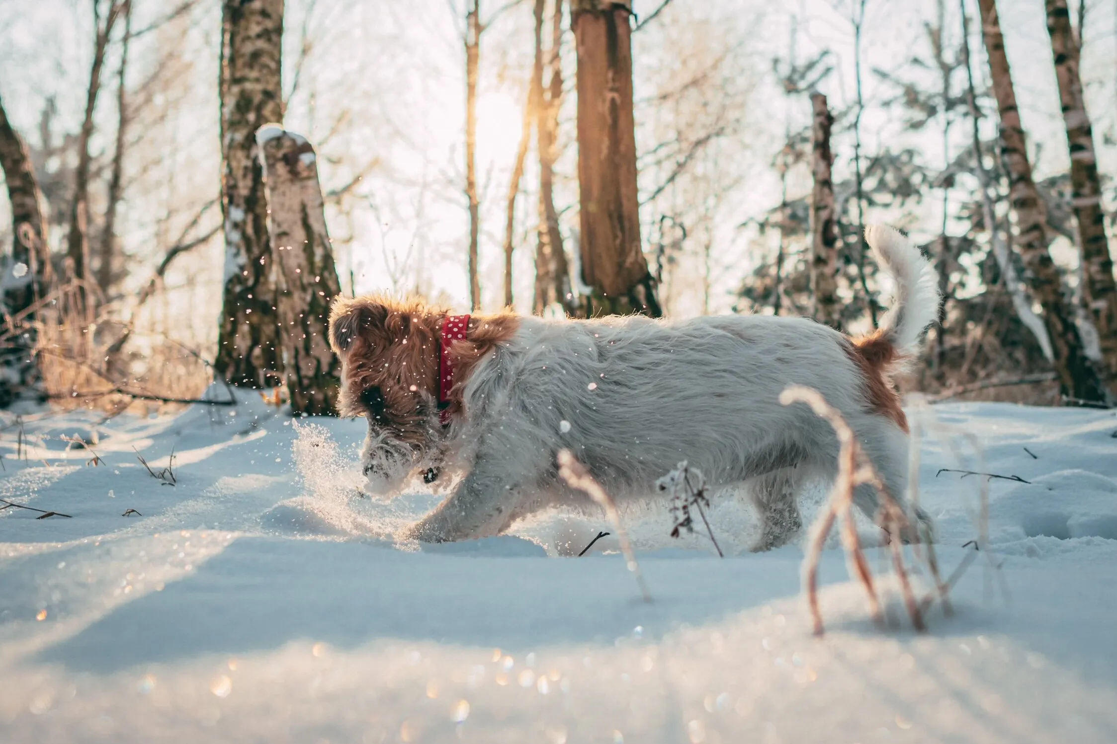Sparkling snow