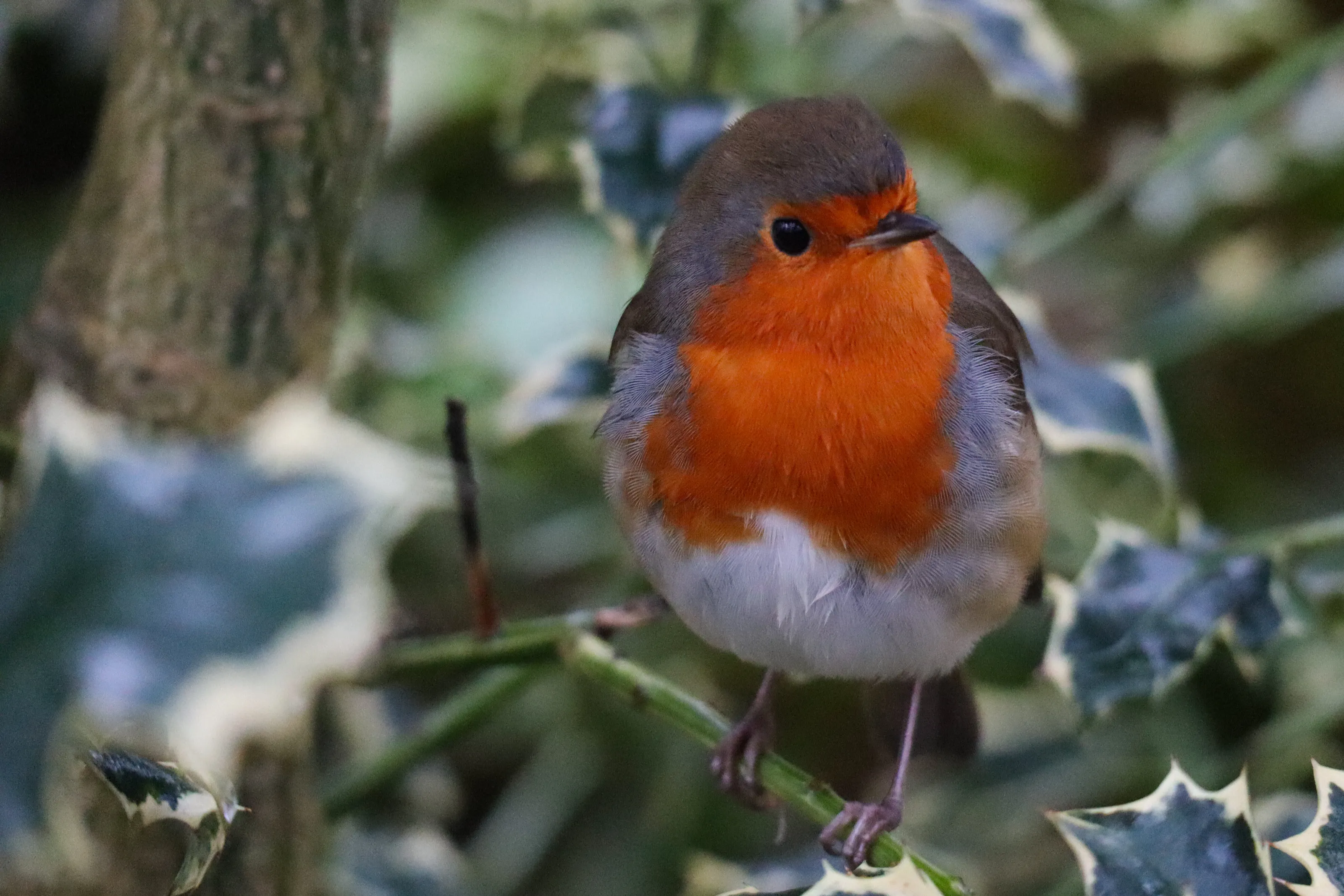 A January Robin
