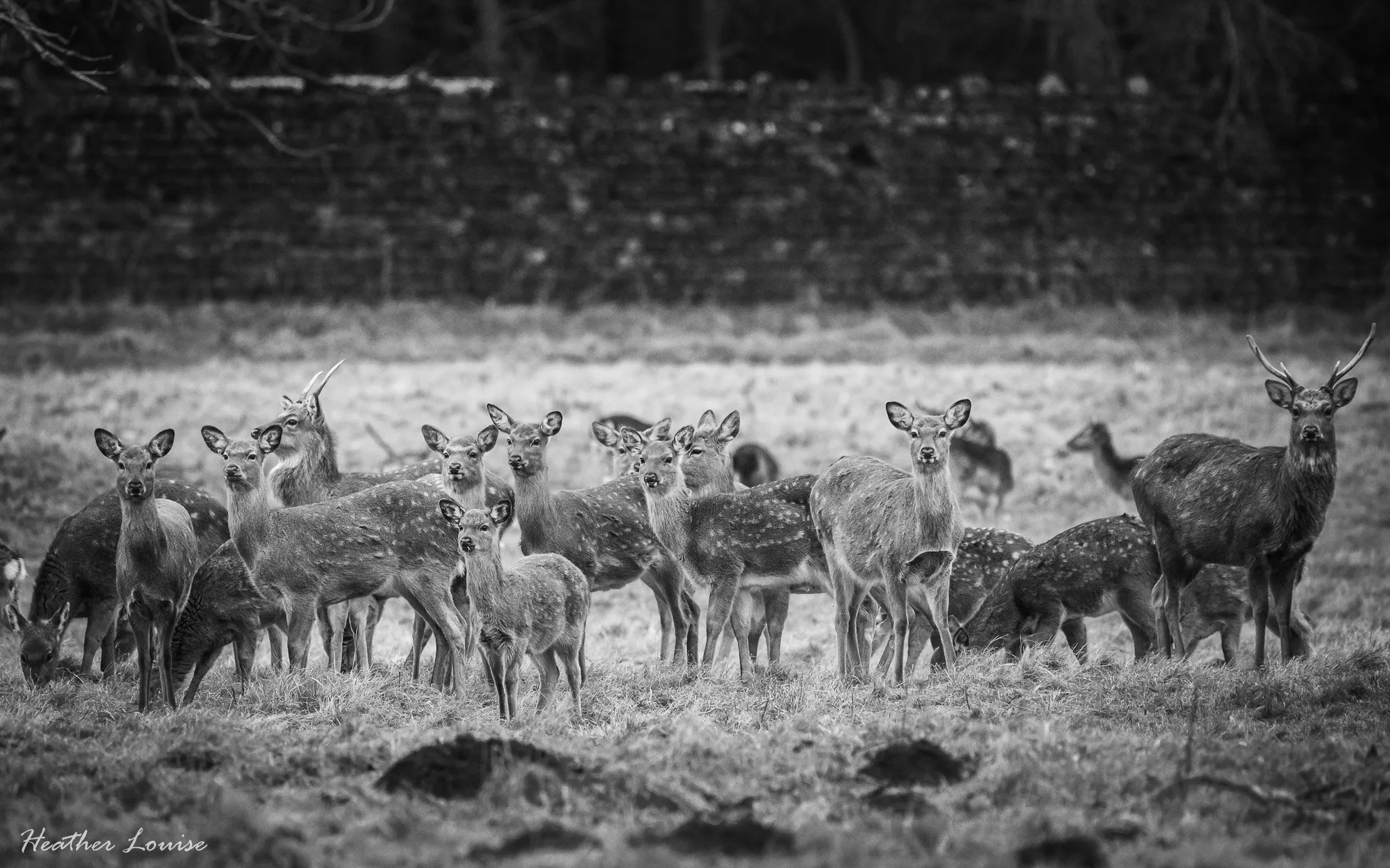 Deer
