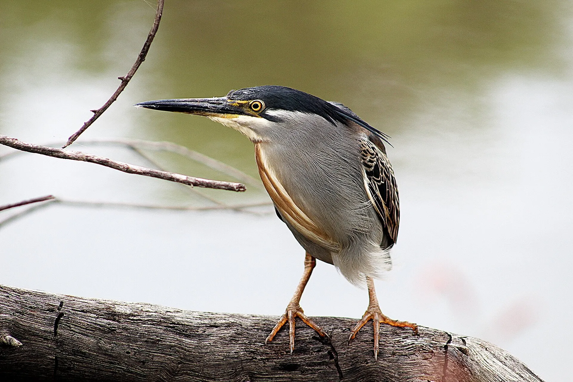Green back Heron