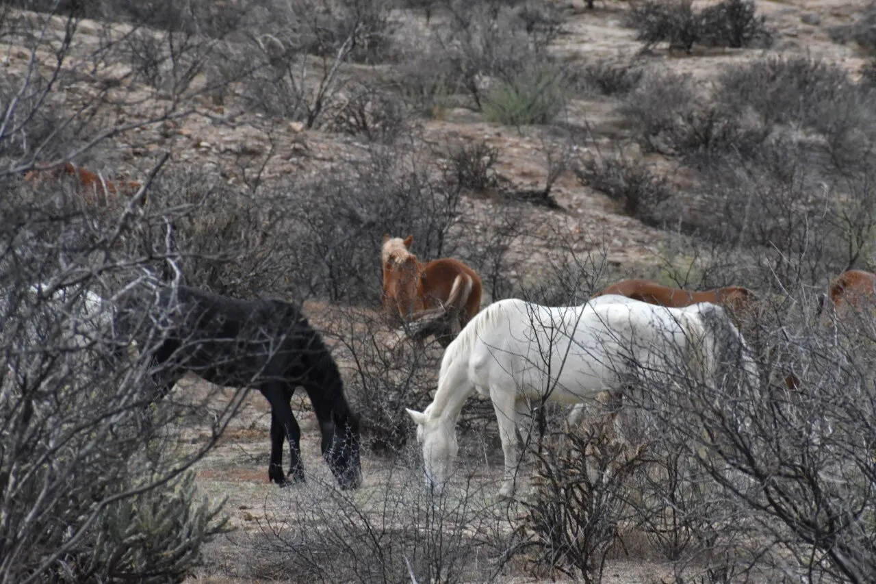 Horses