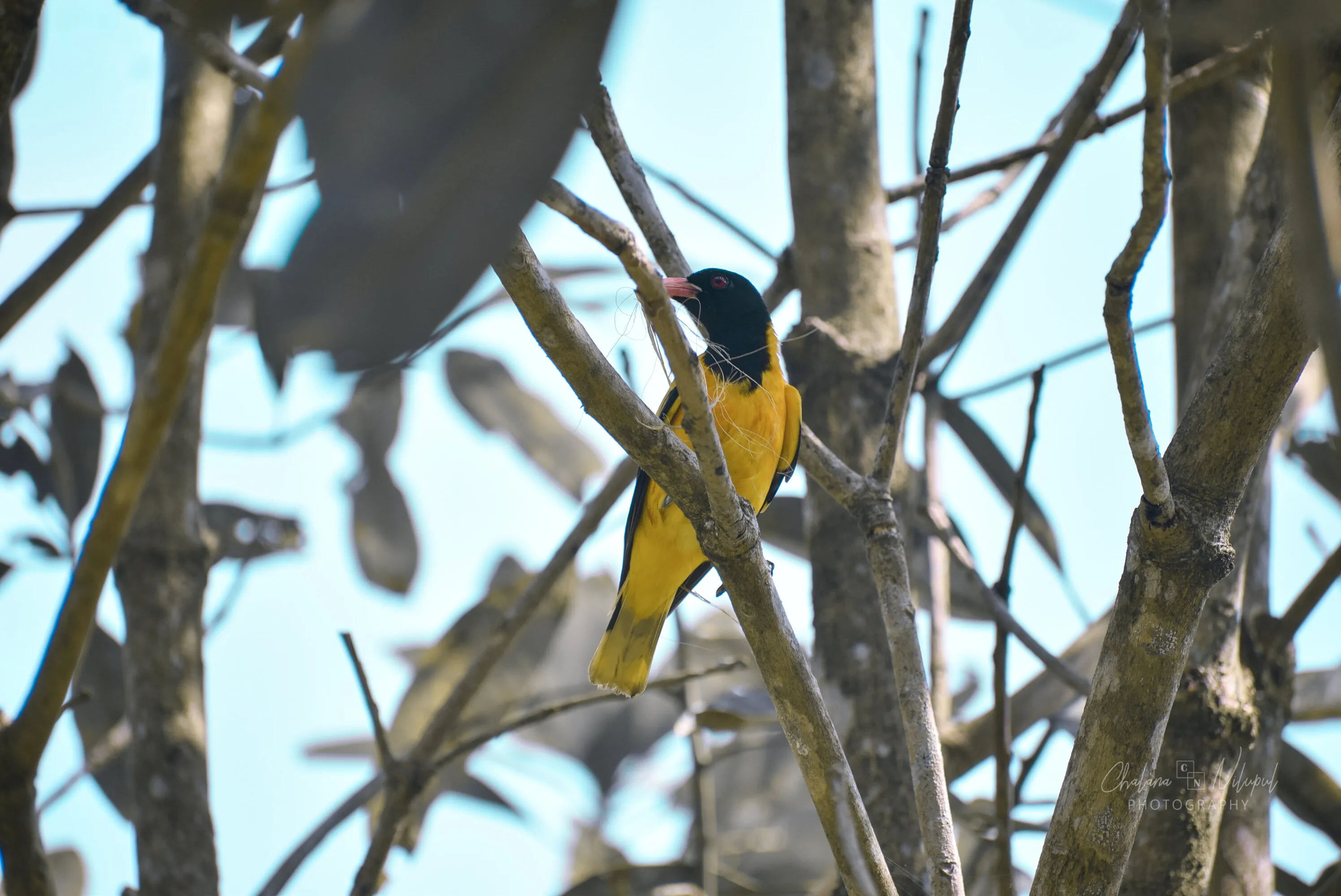 Bird in a tree