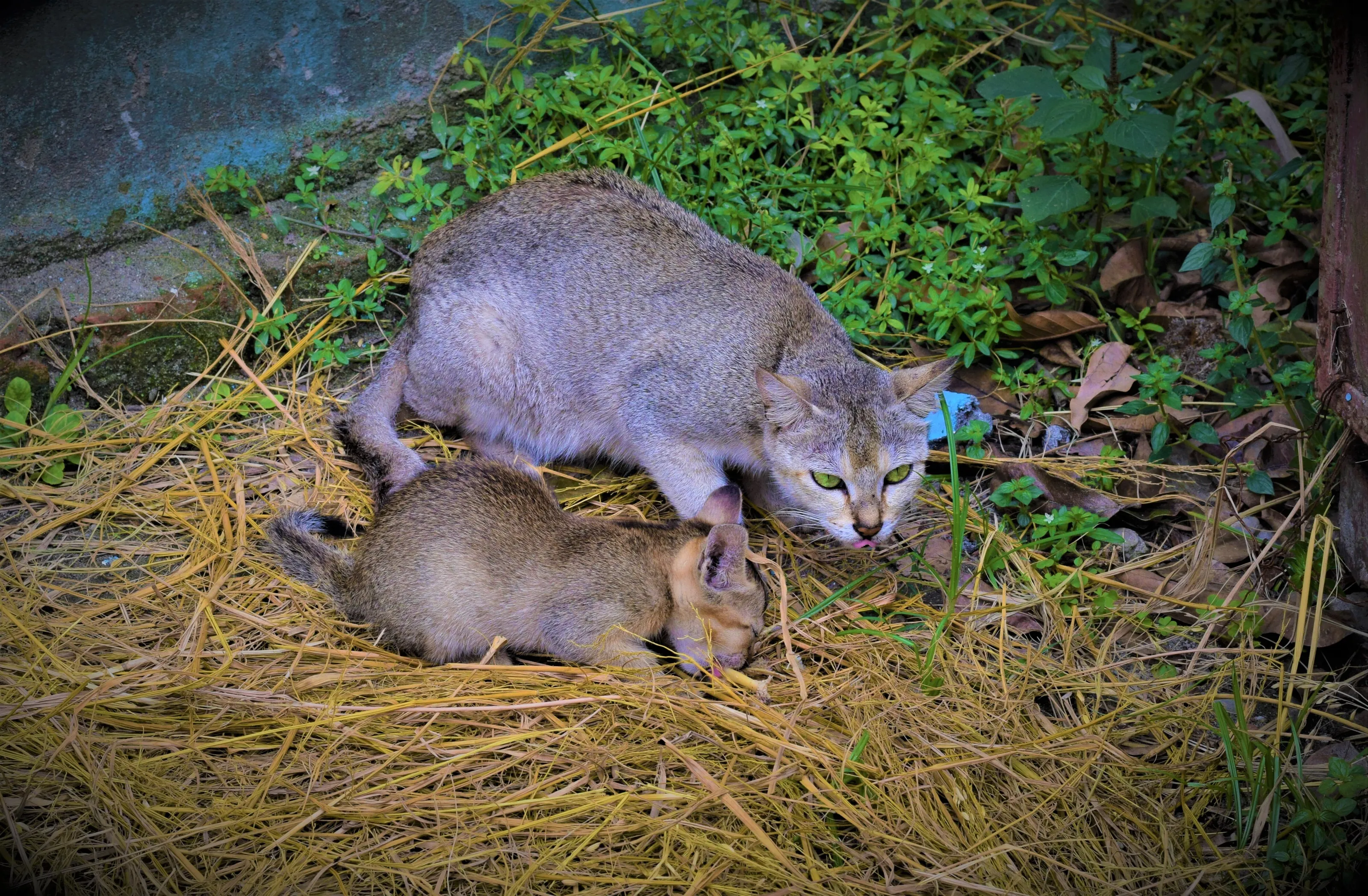 Love of a mother