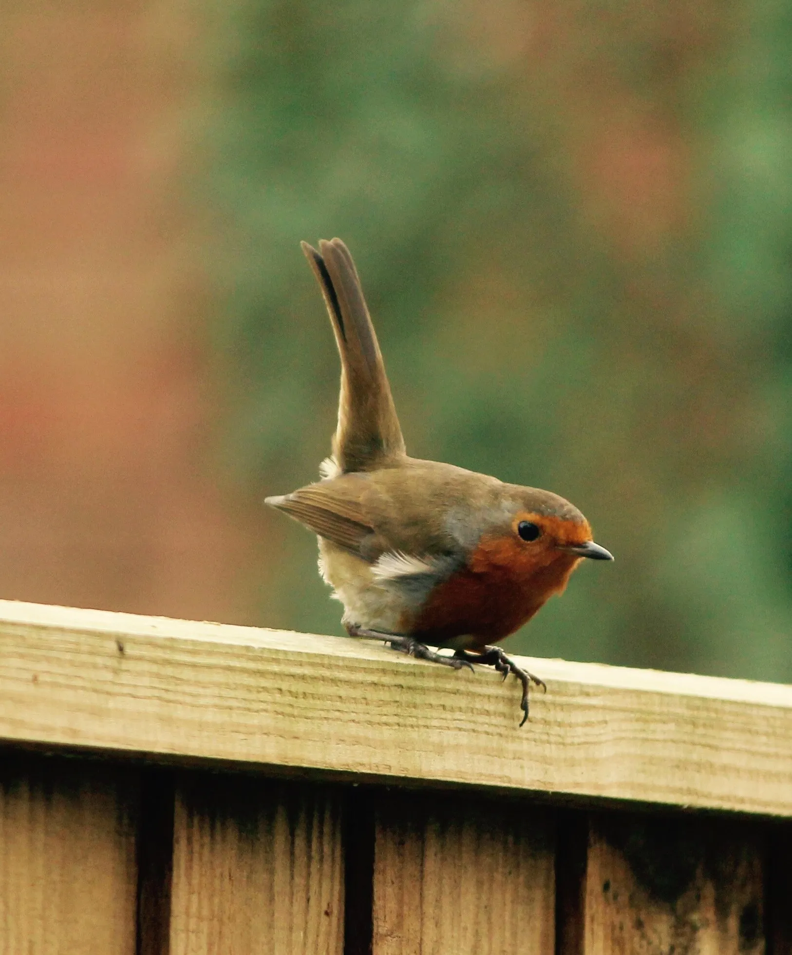 Robin