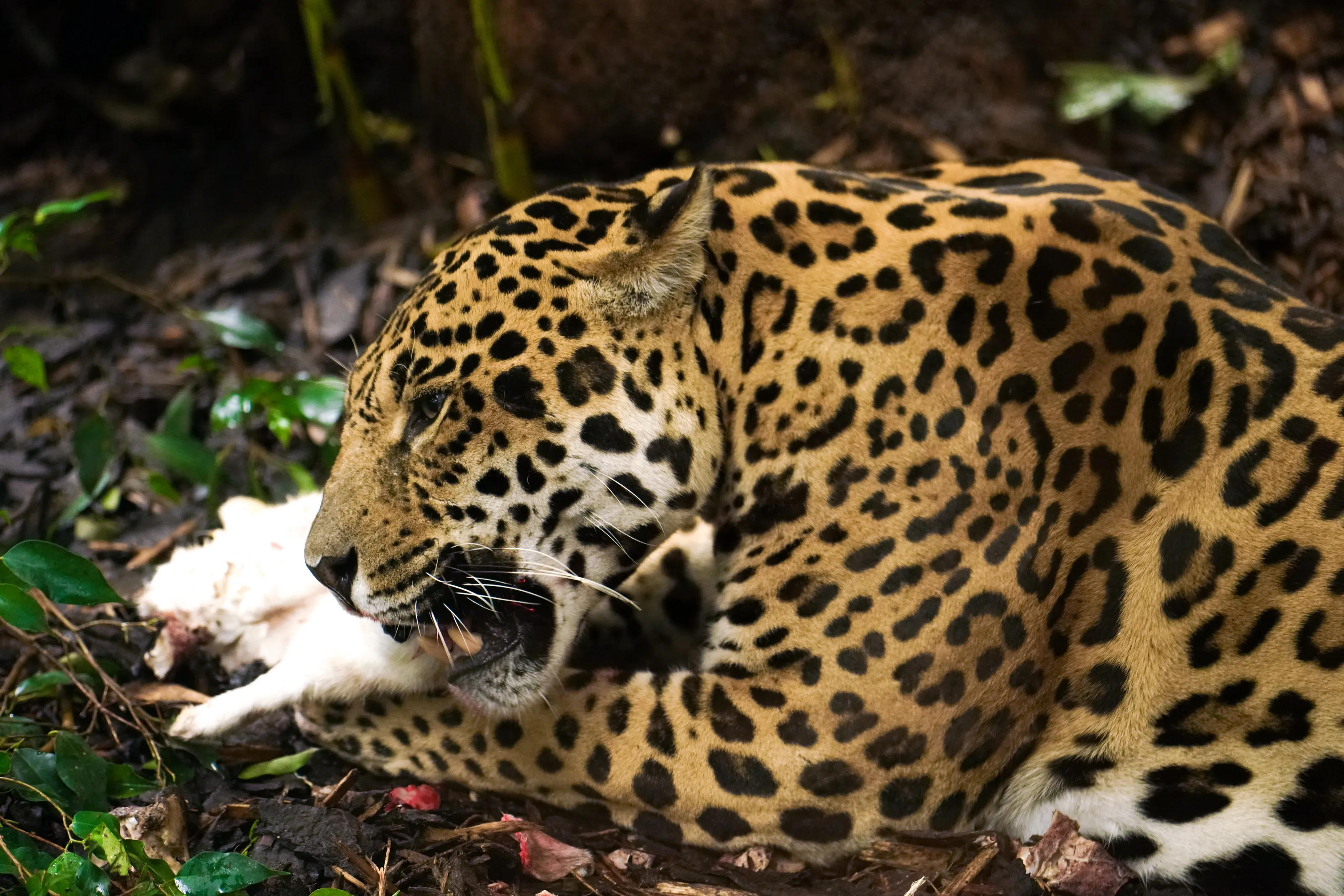 Jaguar Eating