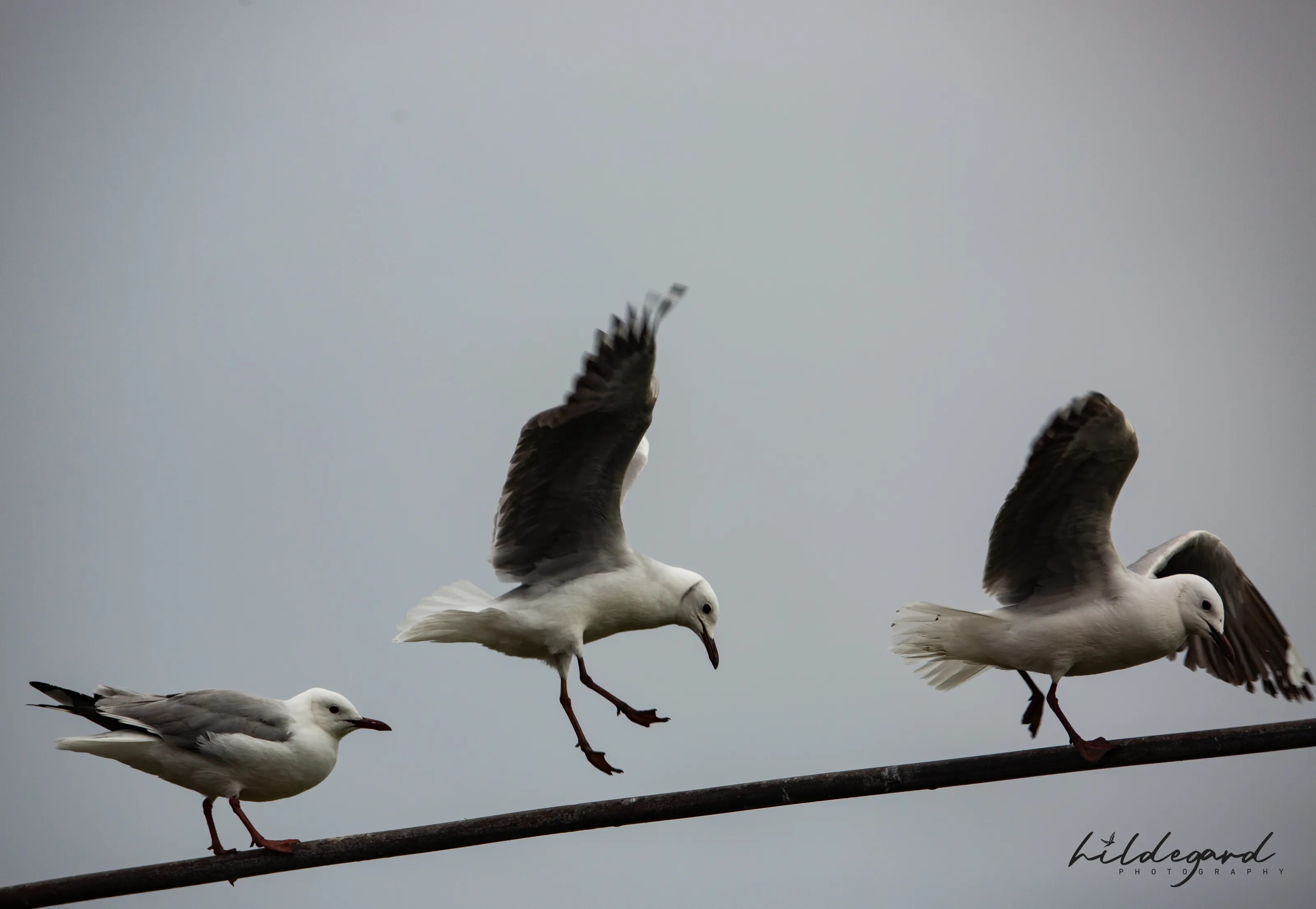 Seagulls