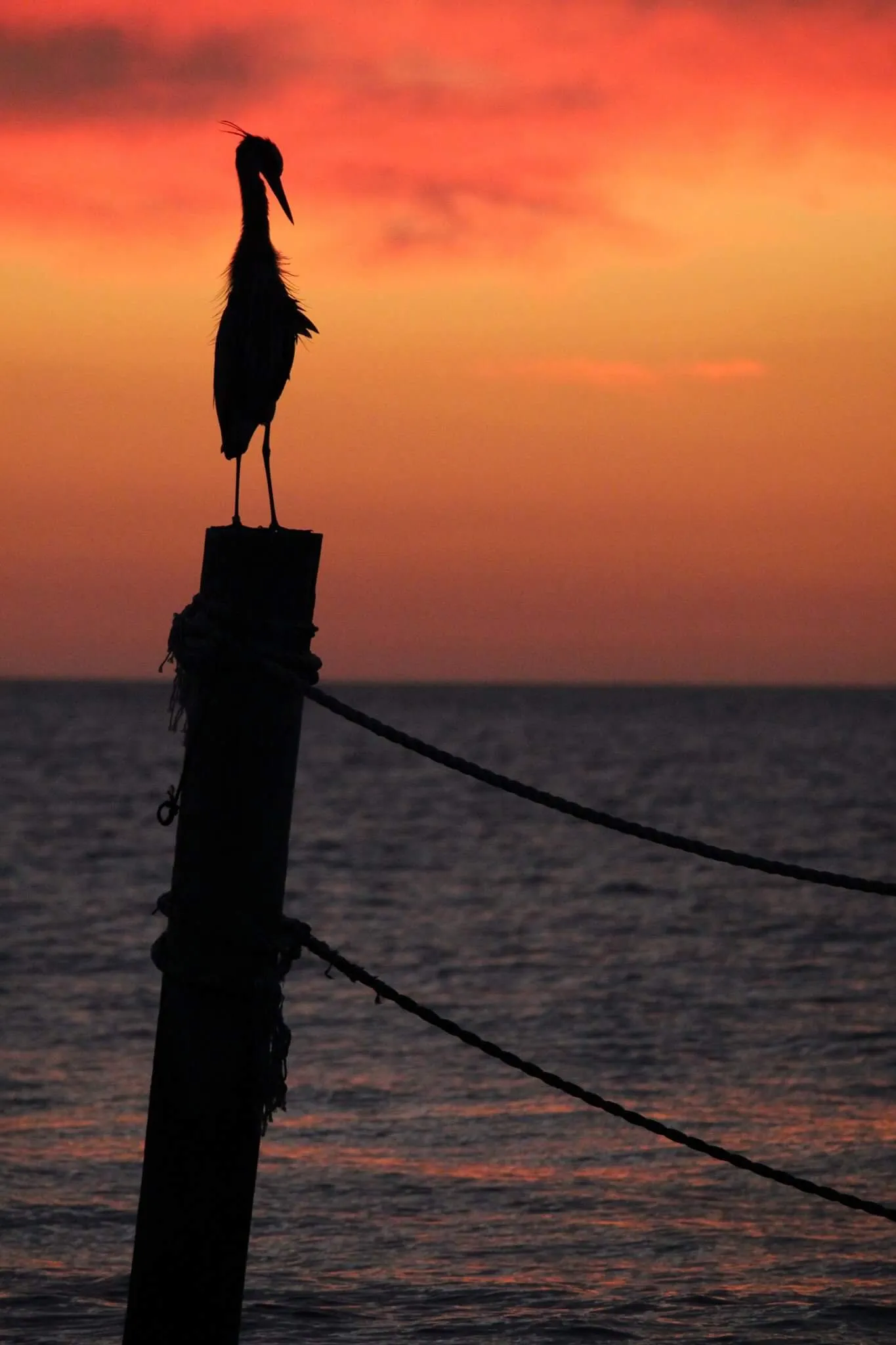 Great blue heron at sunset on Indian Rocks Beach Fl