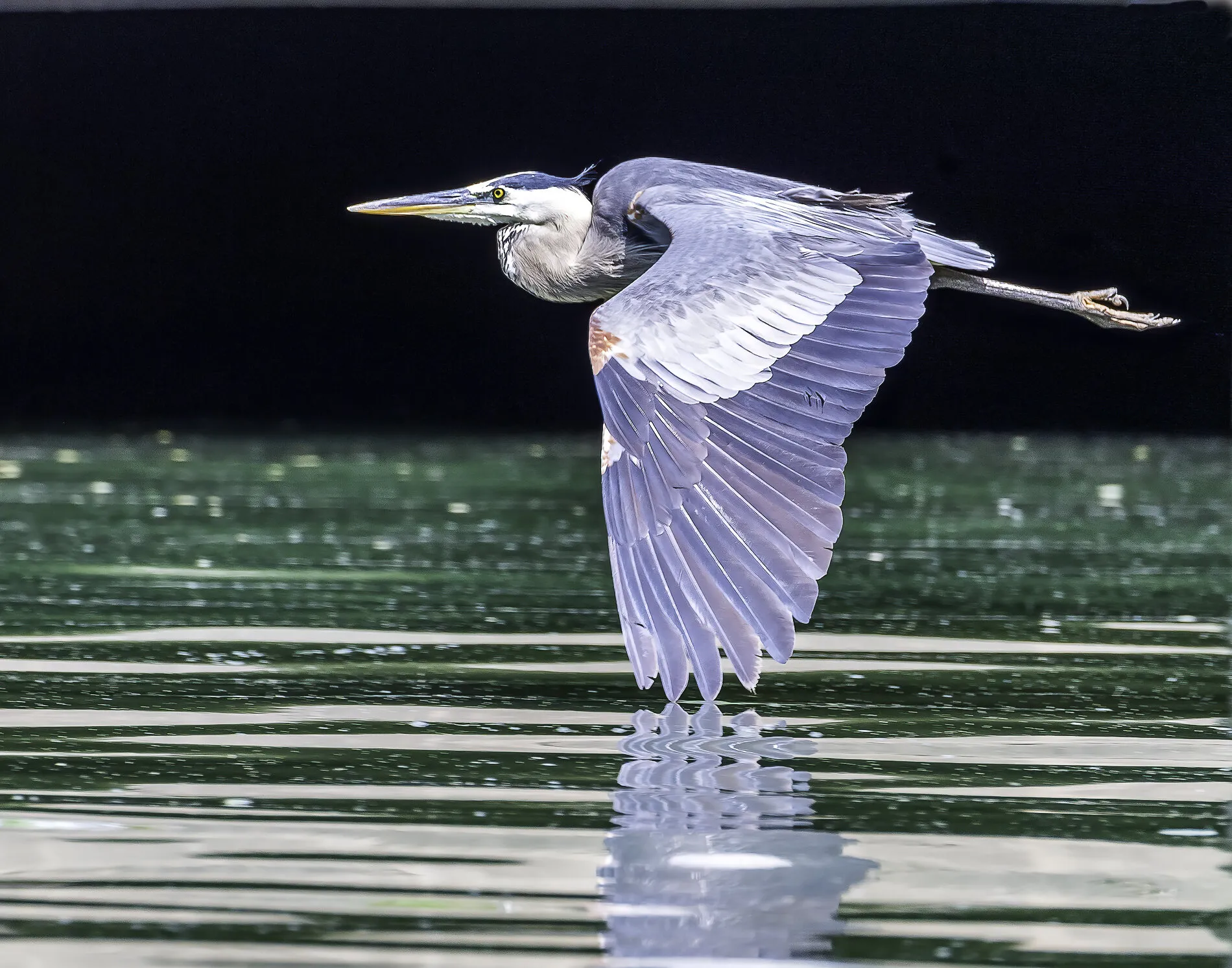 Blue Heron on Bald Eagle State Park