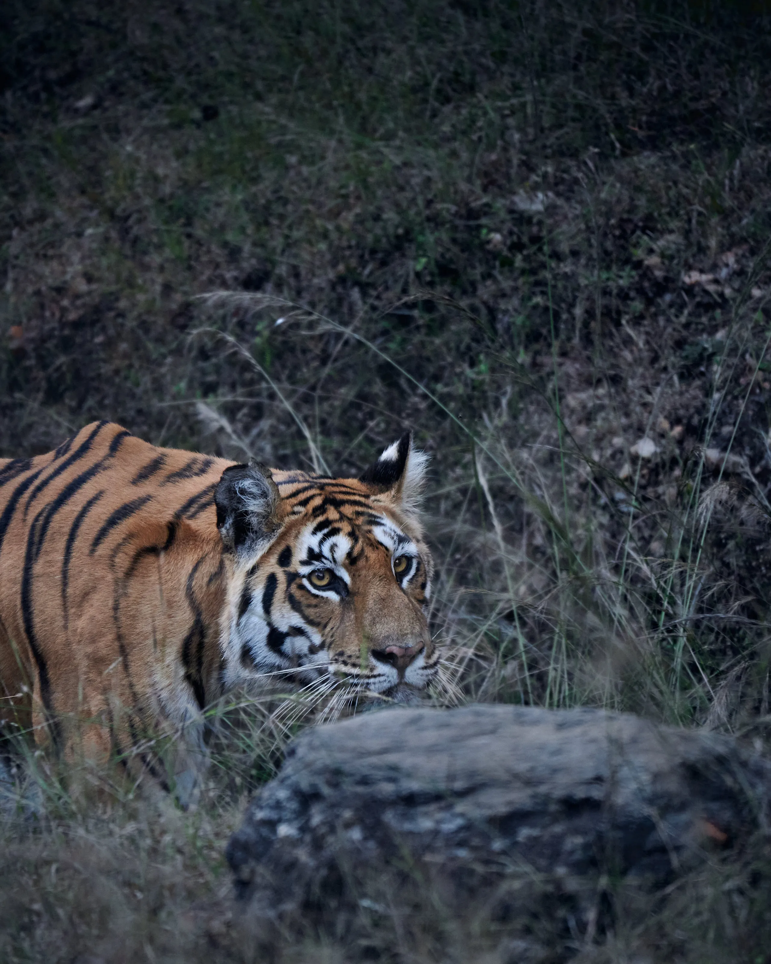 The Tigress